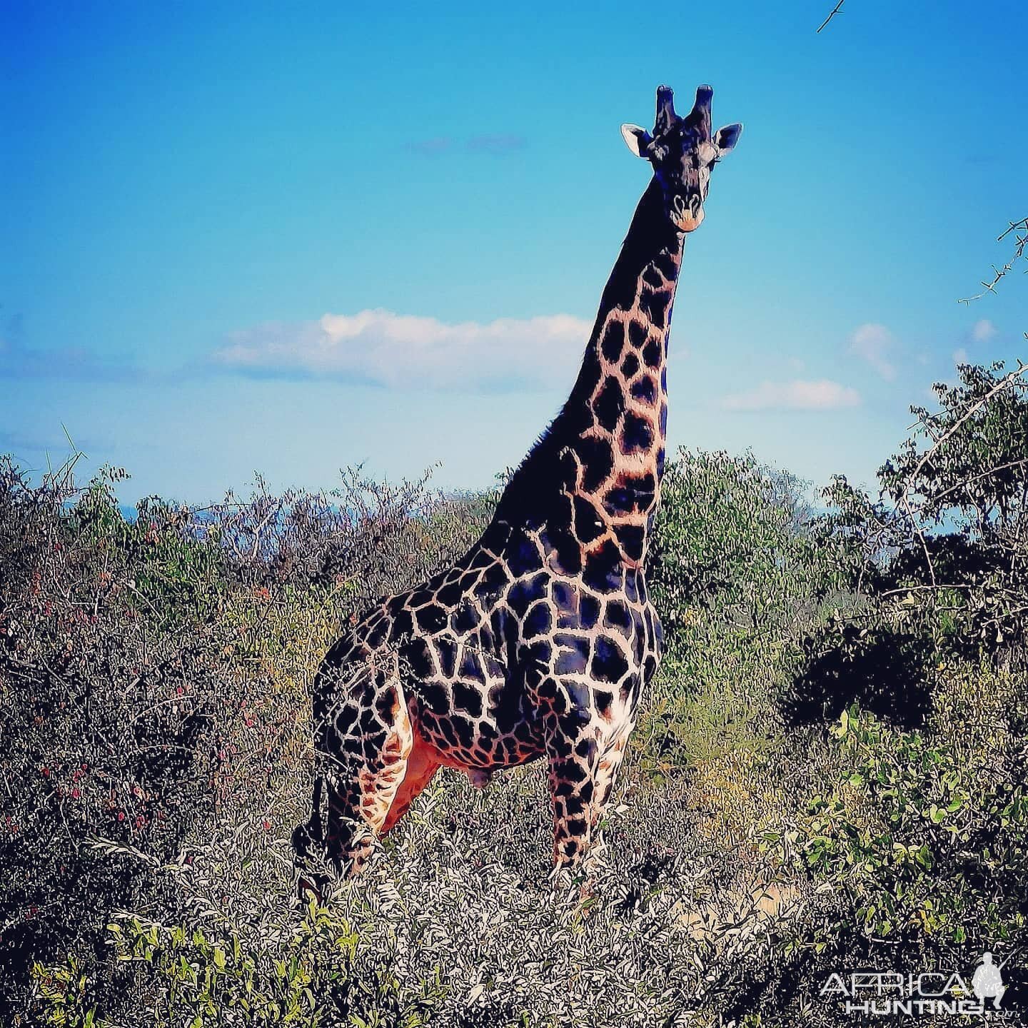 Dark Giraffe Bull South Africa