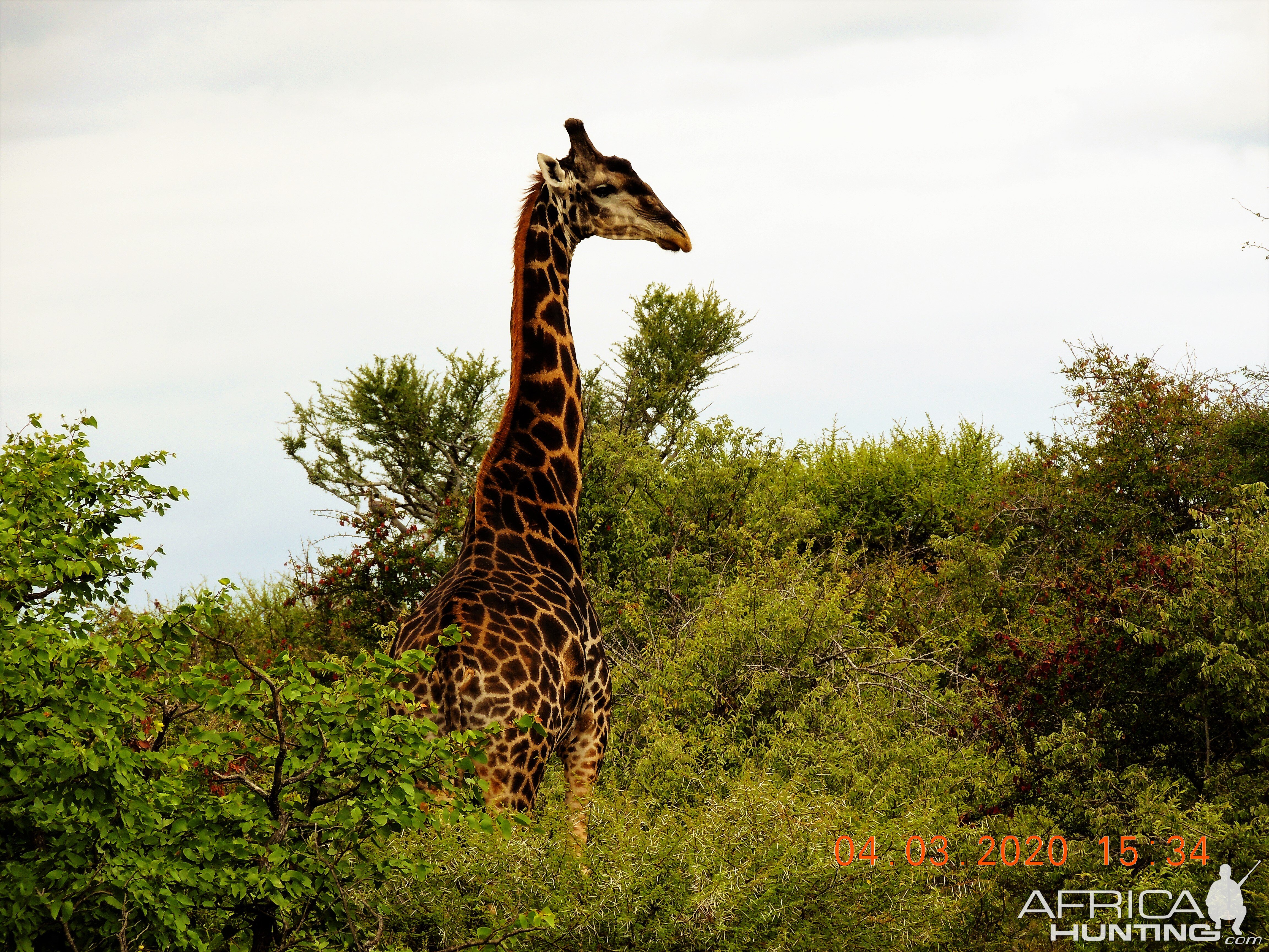 Dark Giraffe Bull South Africa