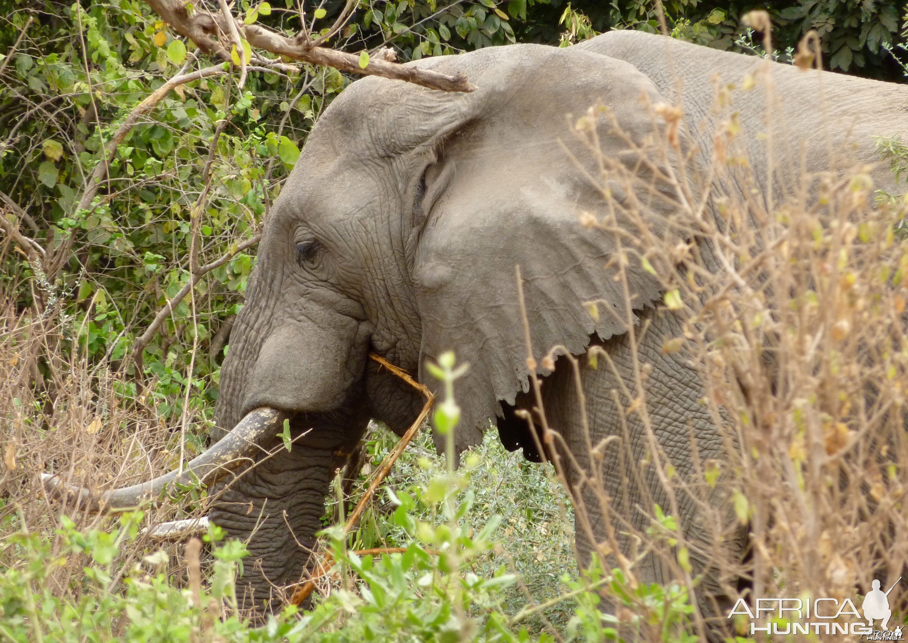 Dark ivory... Elephant in Tanzania