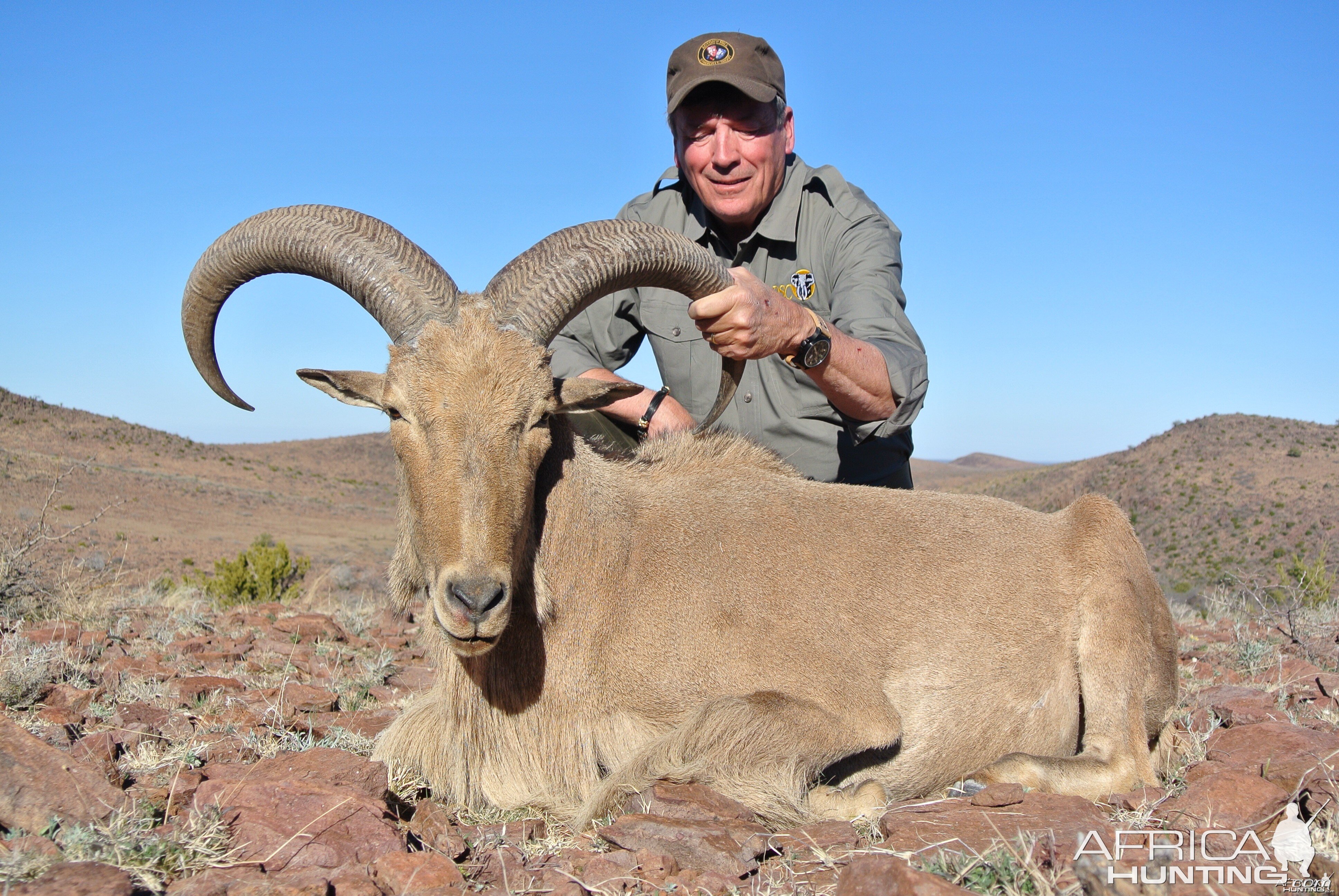 Davis Mountains Aoudad