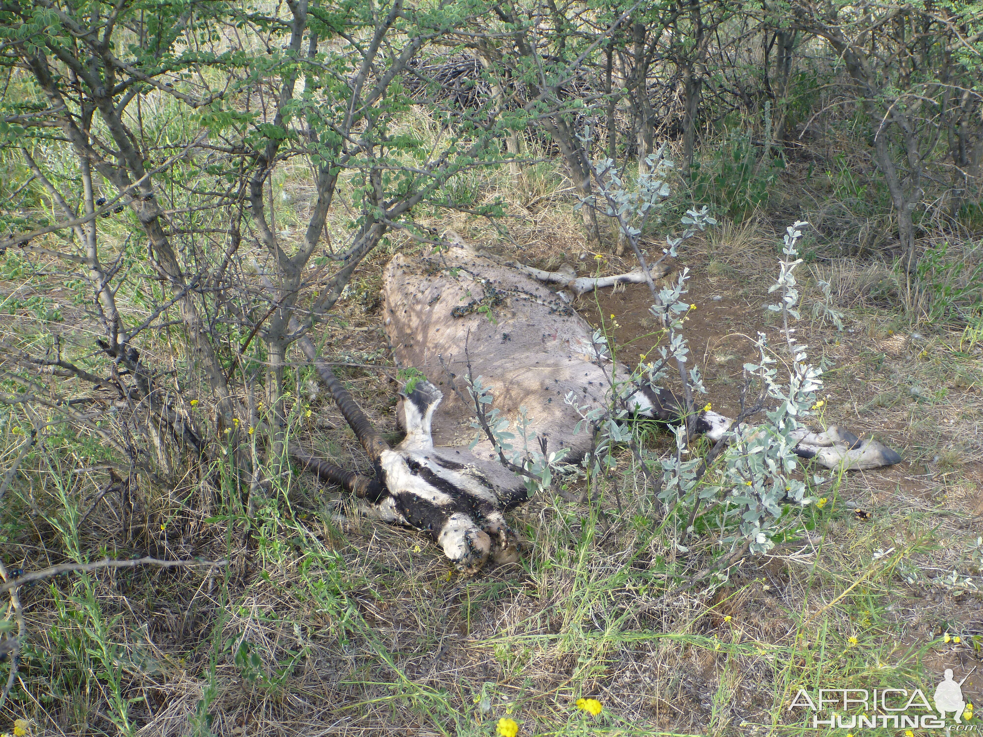 Dead Gemsbok Namibia