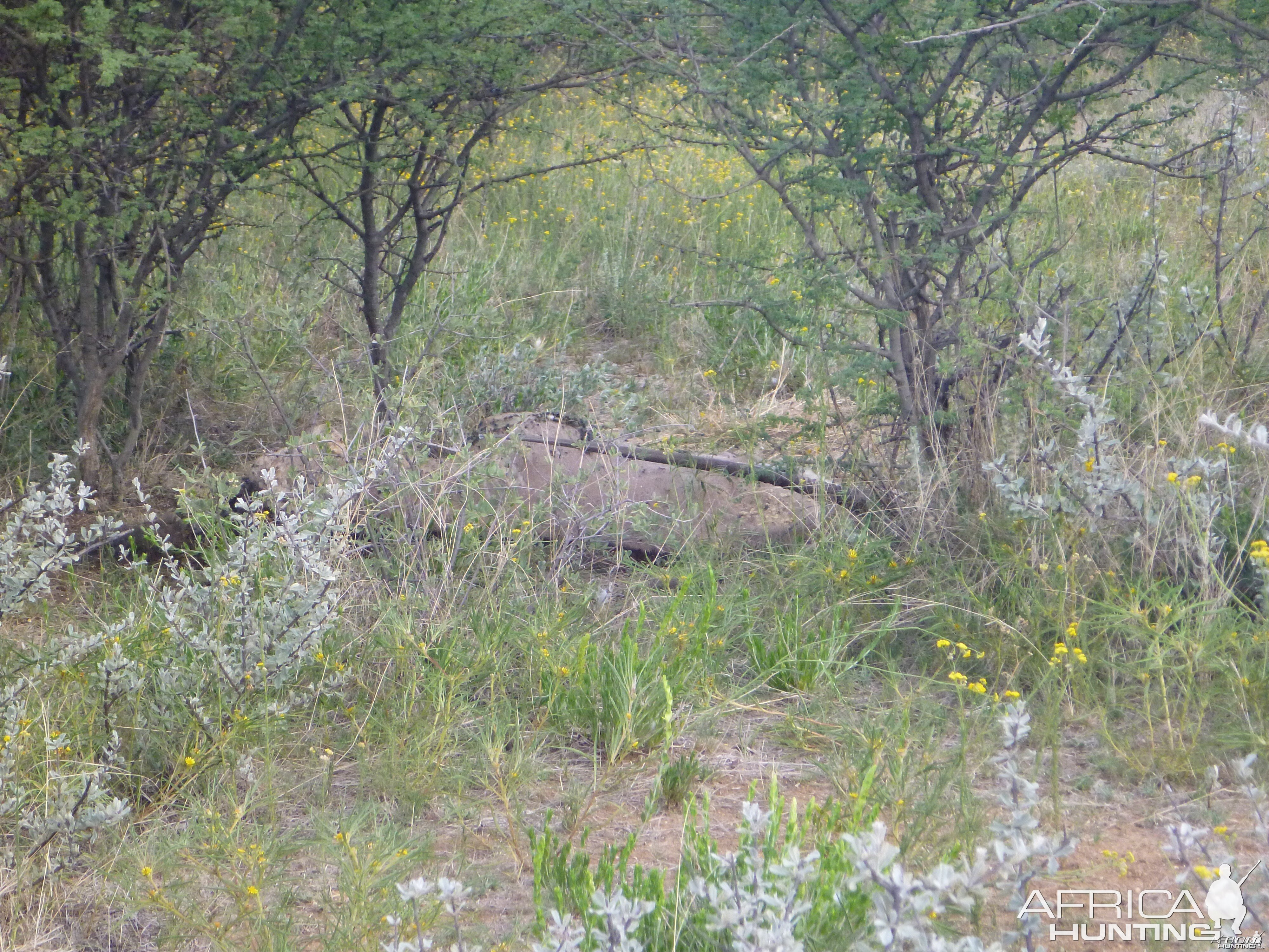 Dead Gemsbok Namibia