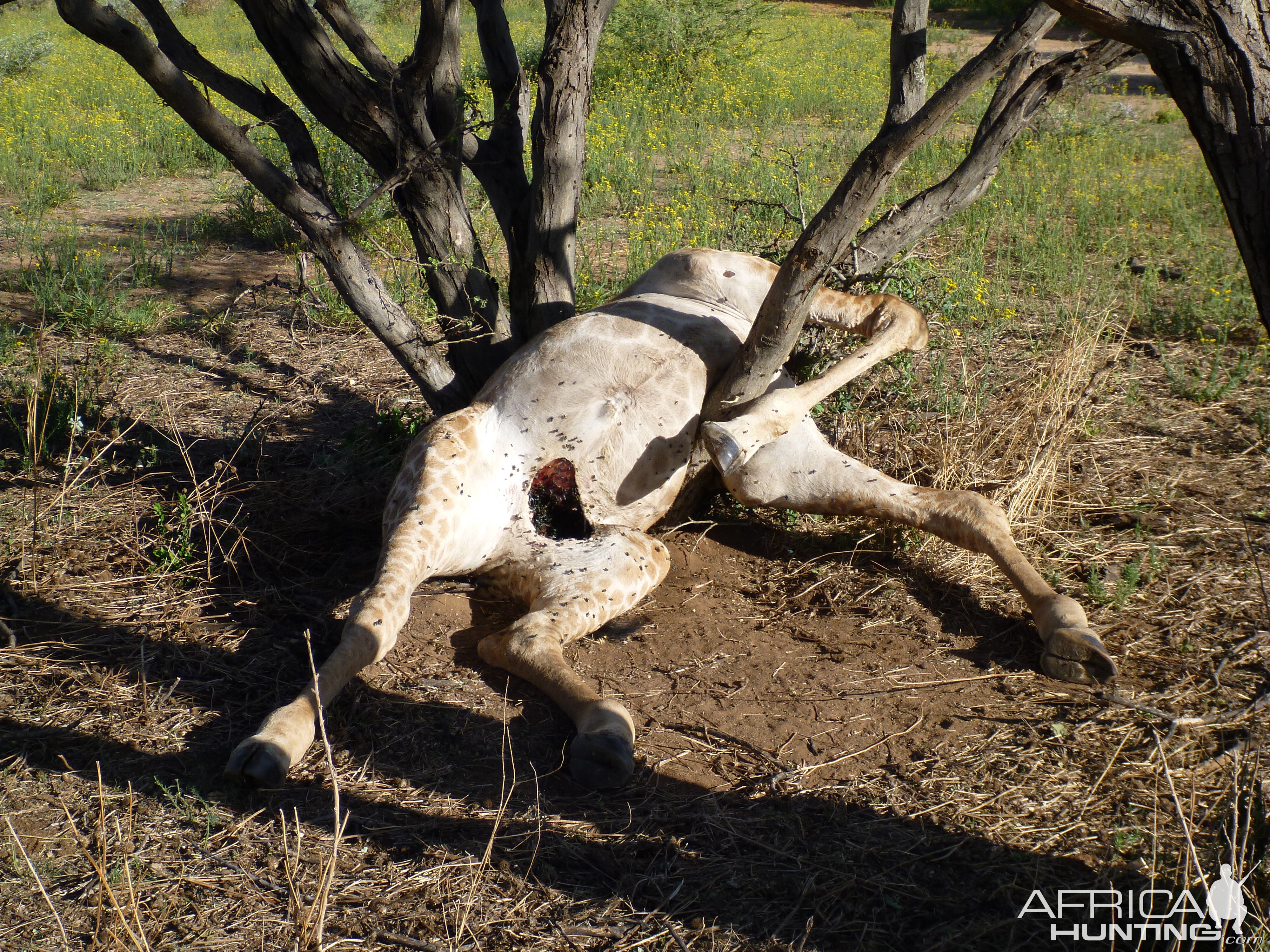 Dead Giraffe Namibia