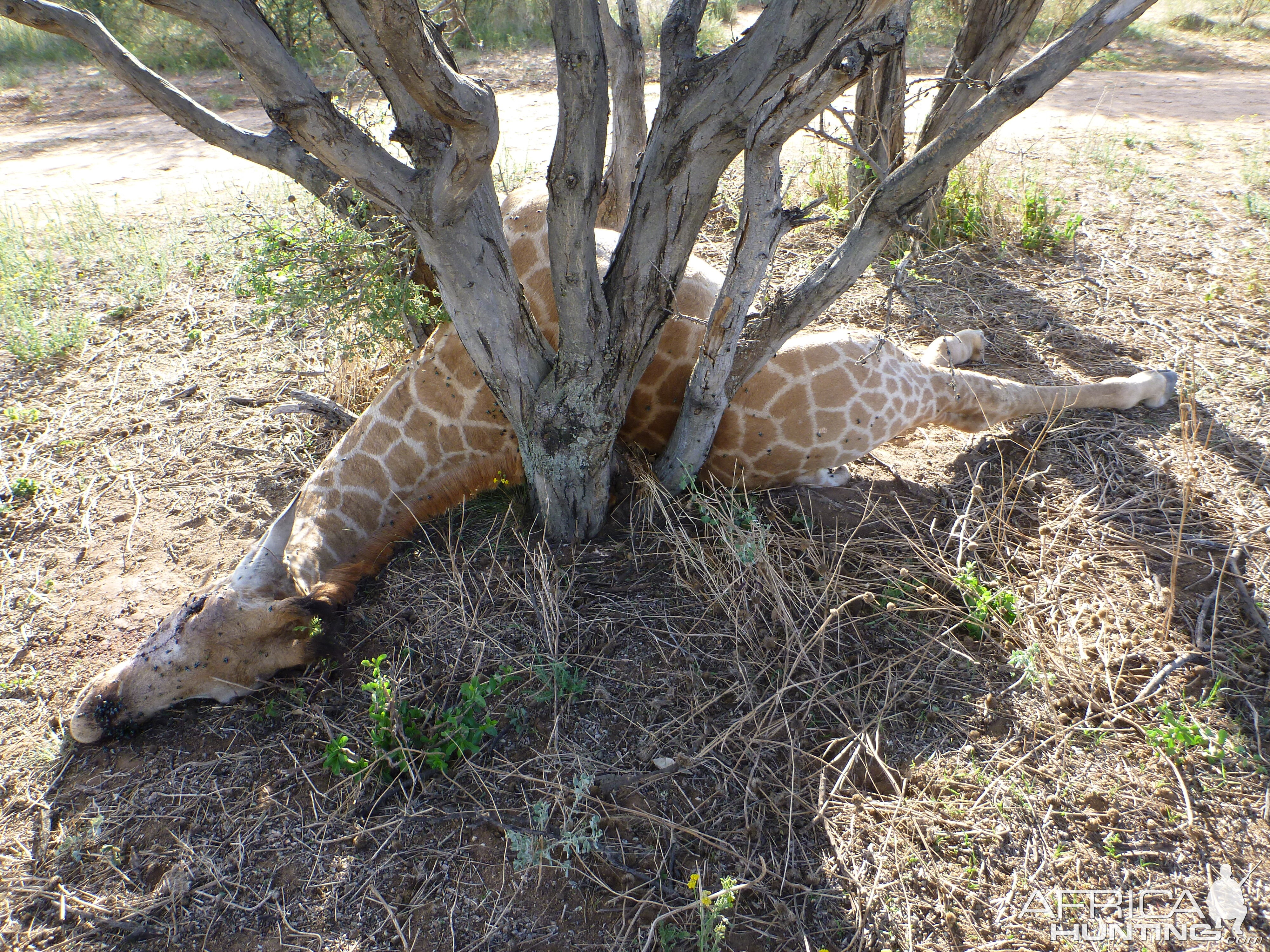 Dead Giraffe Namibia