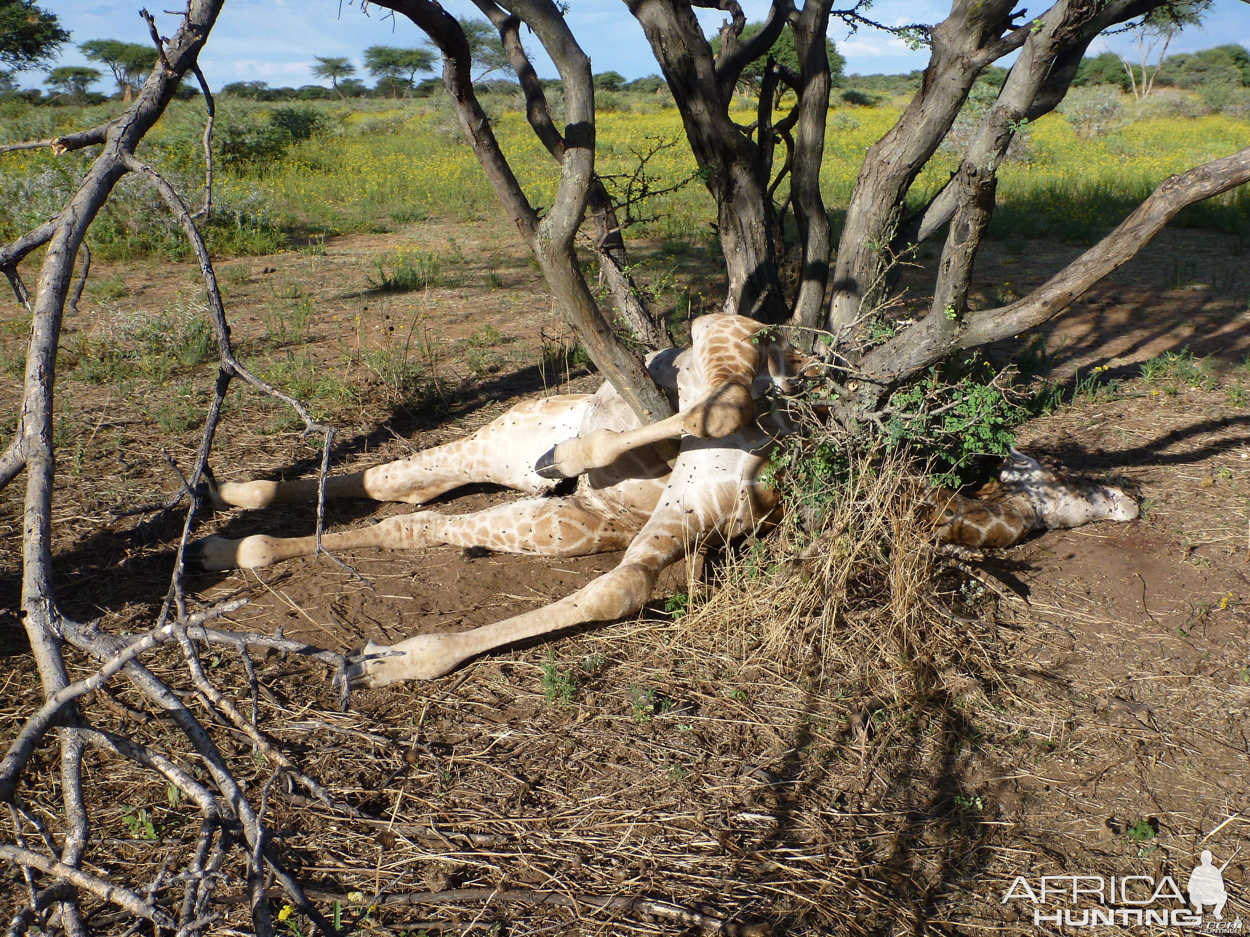 Dead Giraffe Namibia