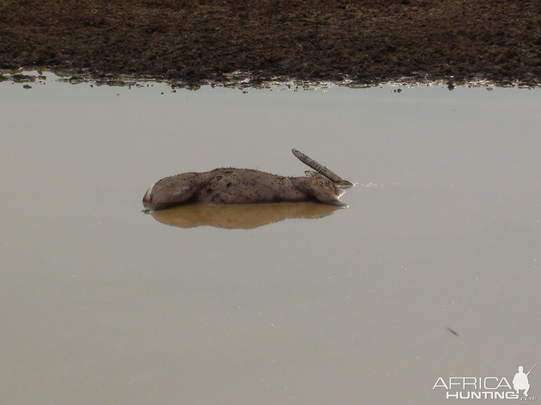 Dead Waterbuck in Water