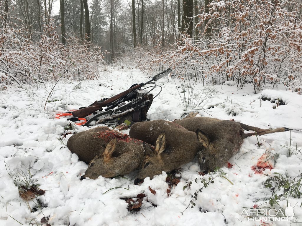 Deer Driven Hunt Germany