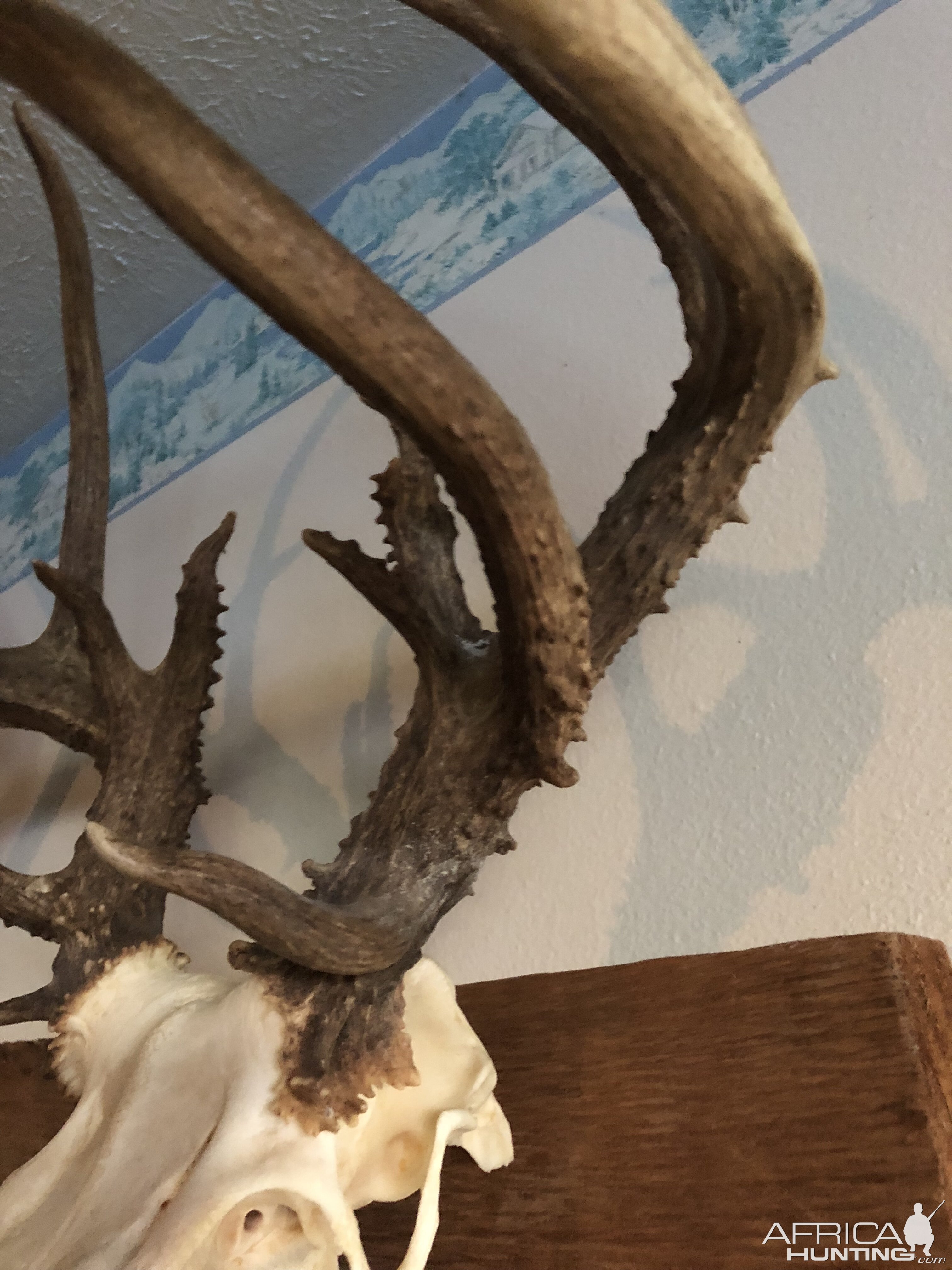 Deer European Skull Mount Taxidermy