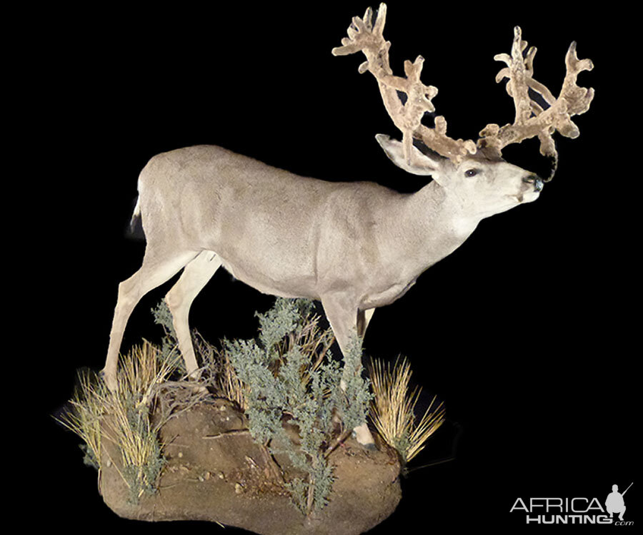 Deer Full Mount Taxidermy