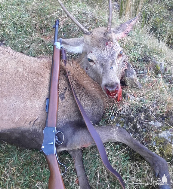 Deer Hunt New Zealand