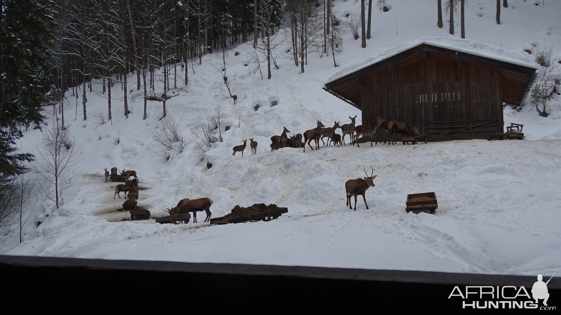 Deer in Germany