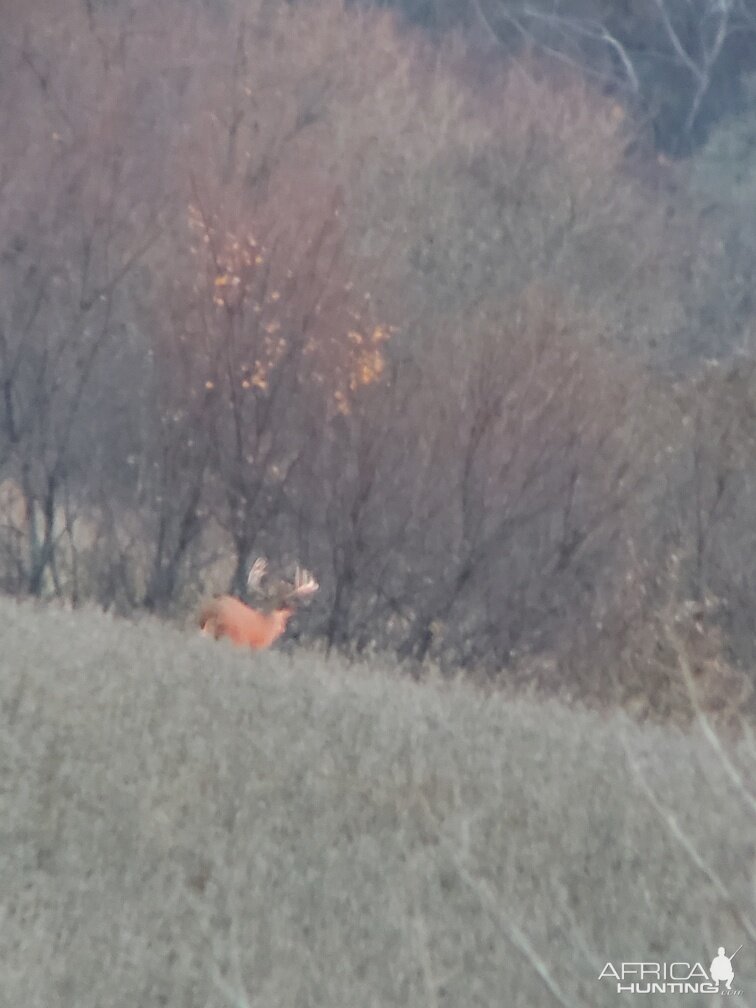 Deer in Missouri USA