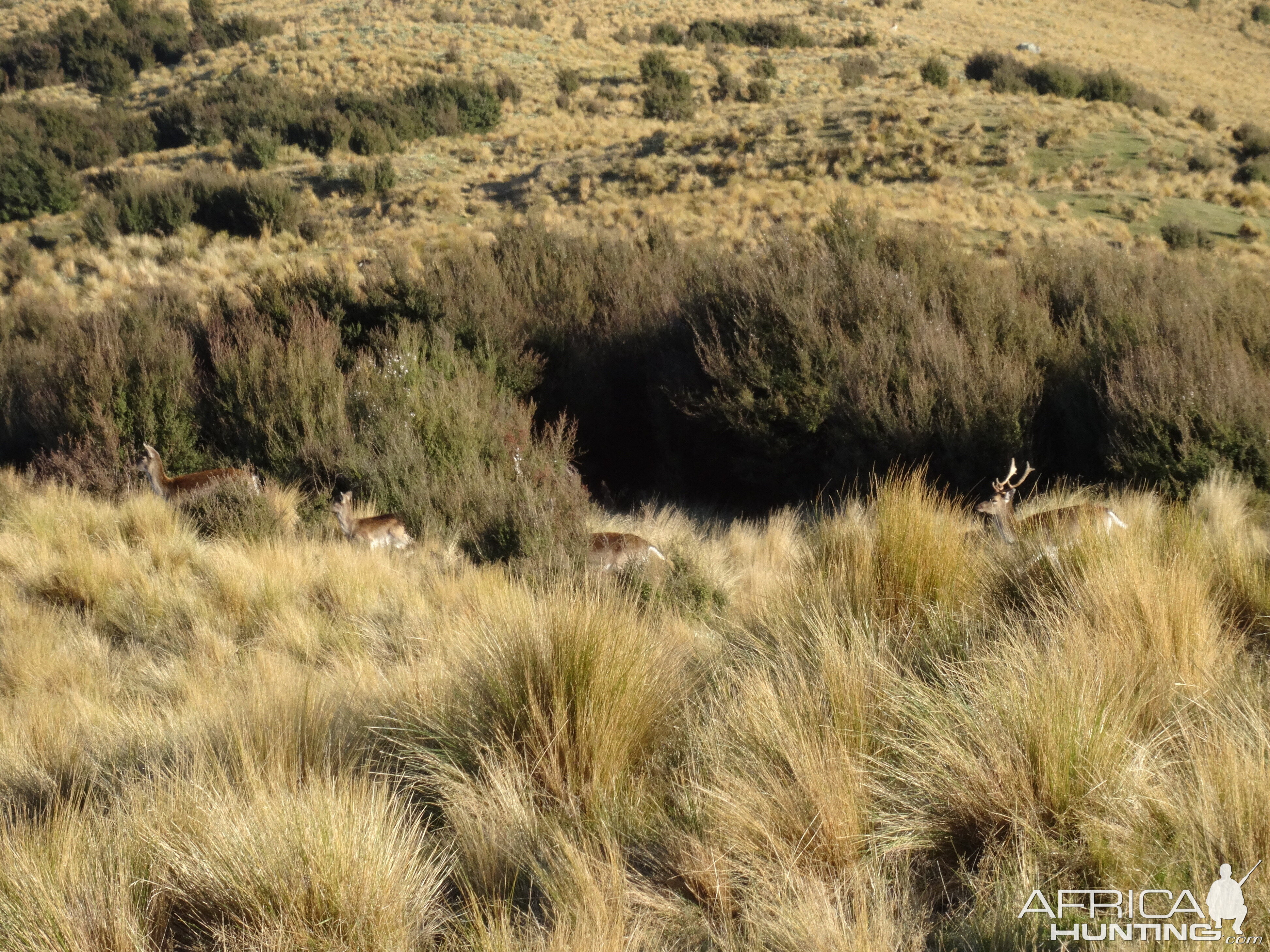 Deer in New Zealand