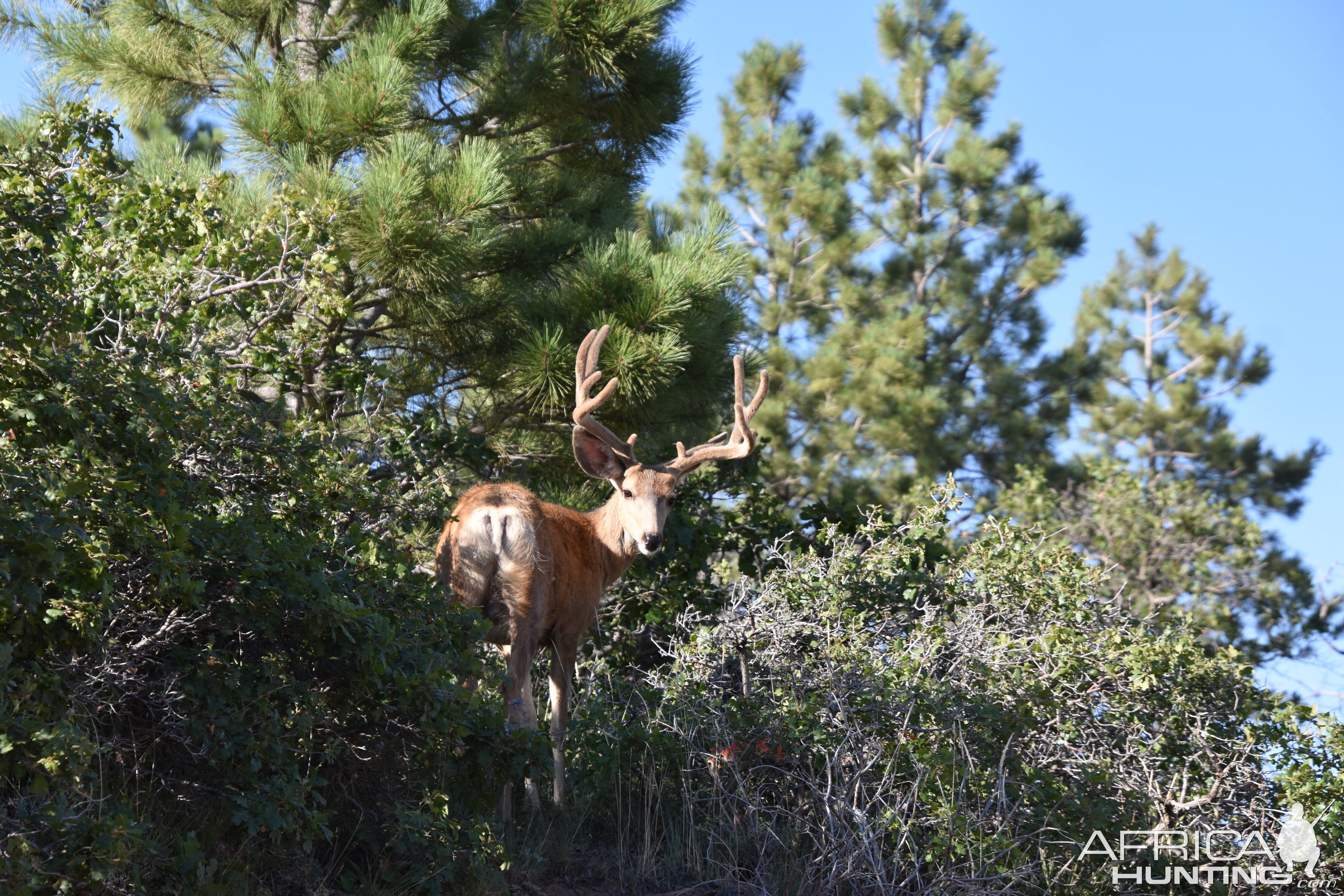 Deer in Utah USA