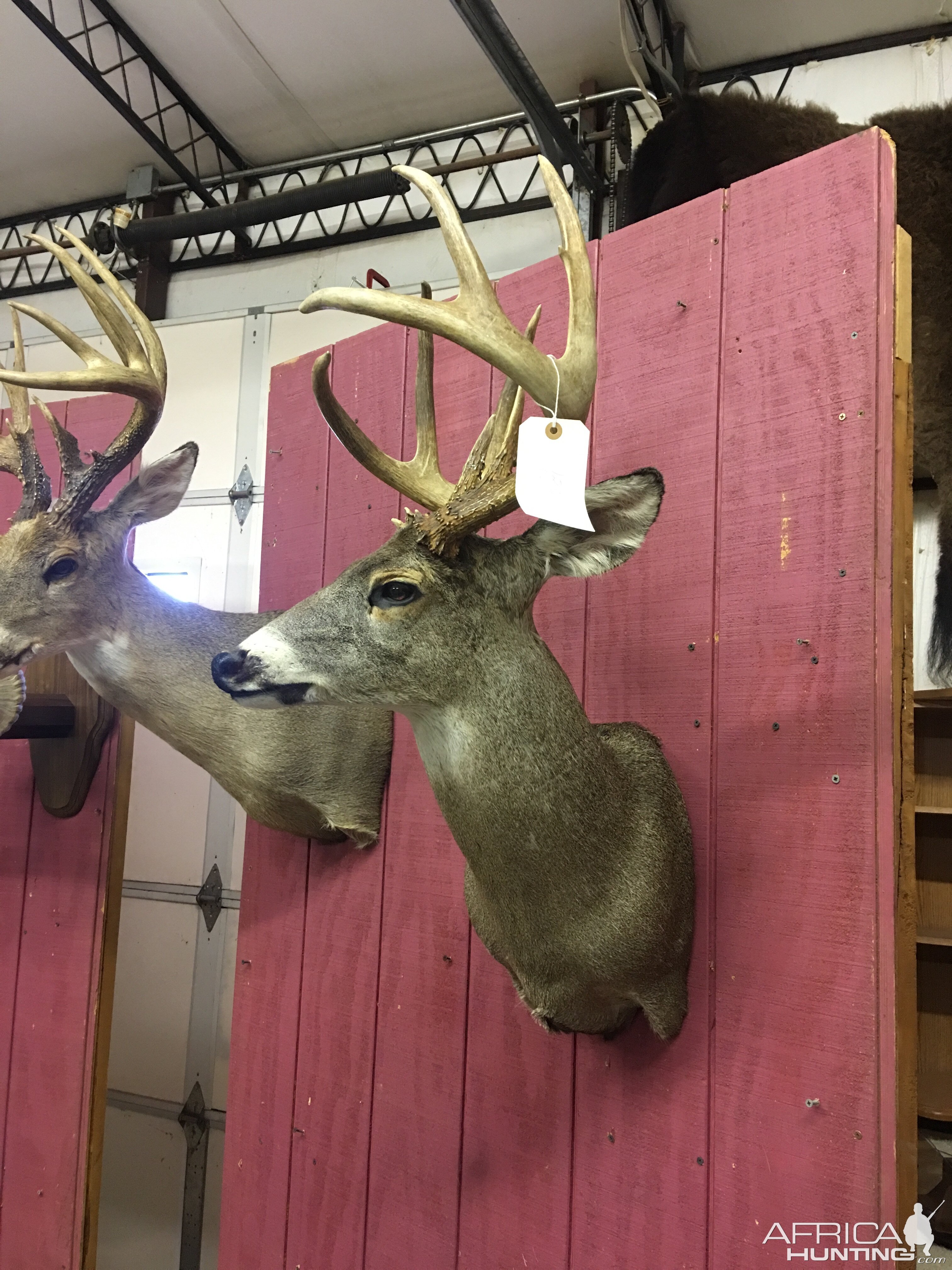 Deer Shoulder Mount Taxidermy | AfricaHunting.com