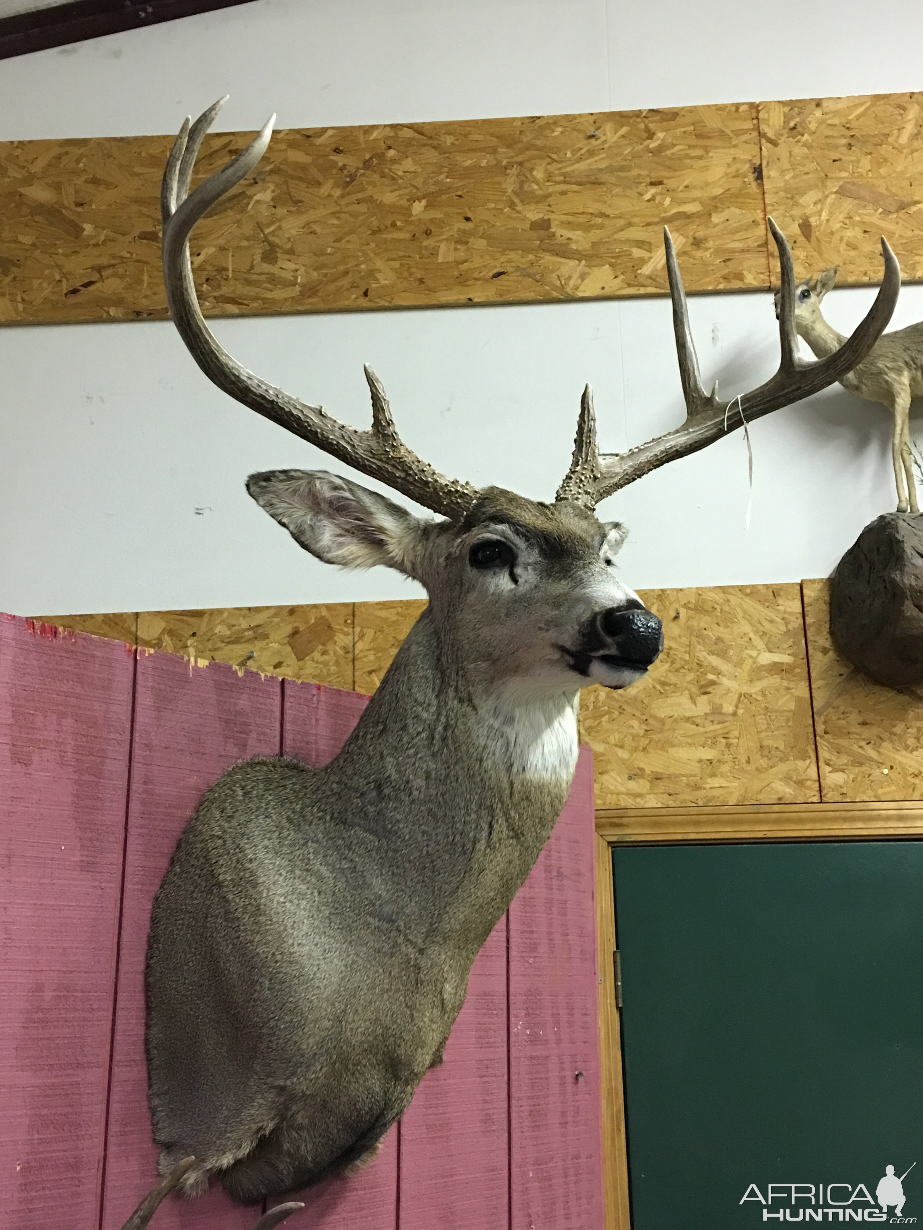 Deer Shoulder Mount Taxidermy