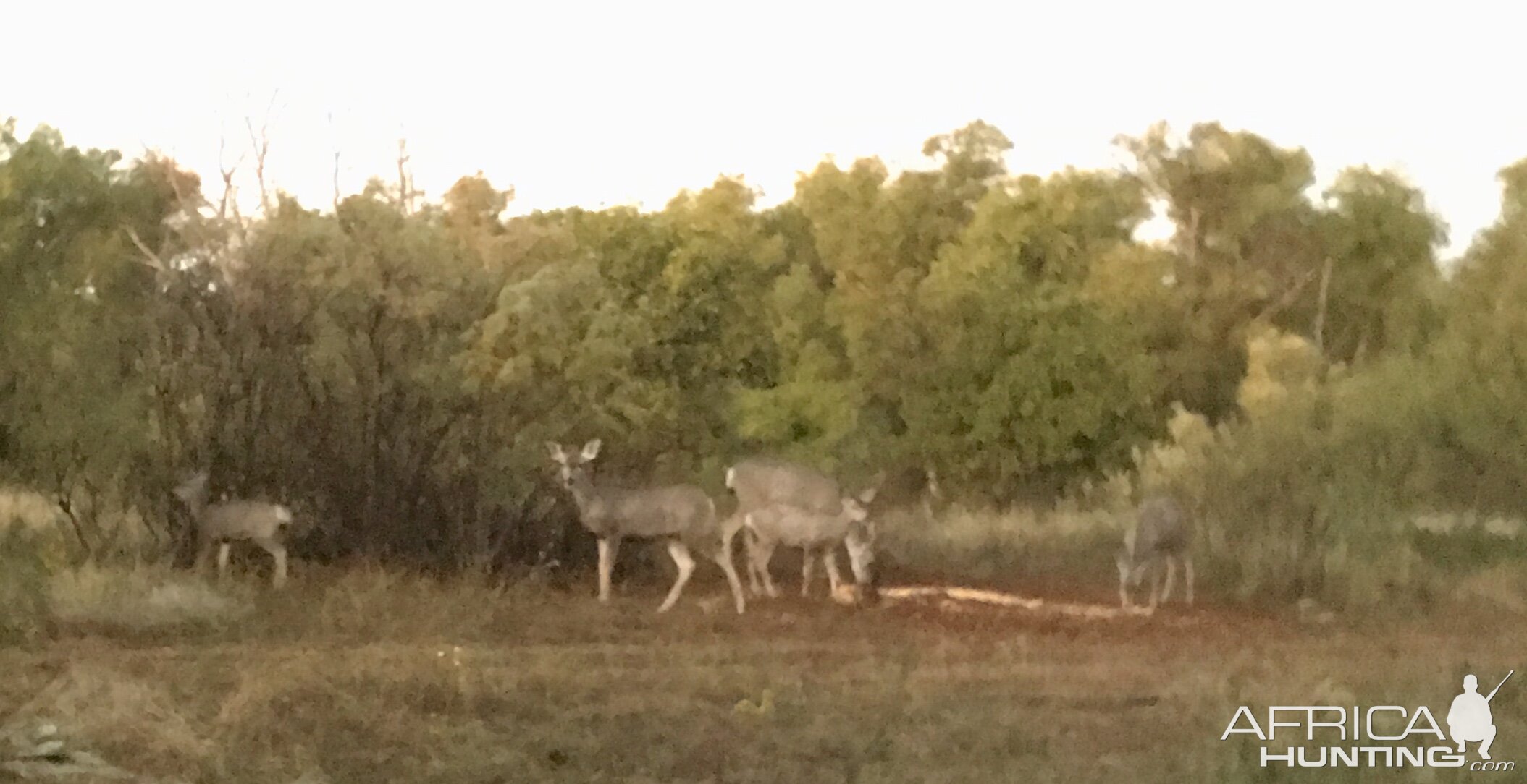 Deer Texas USA