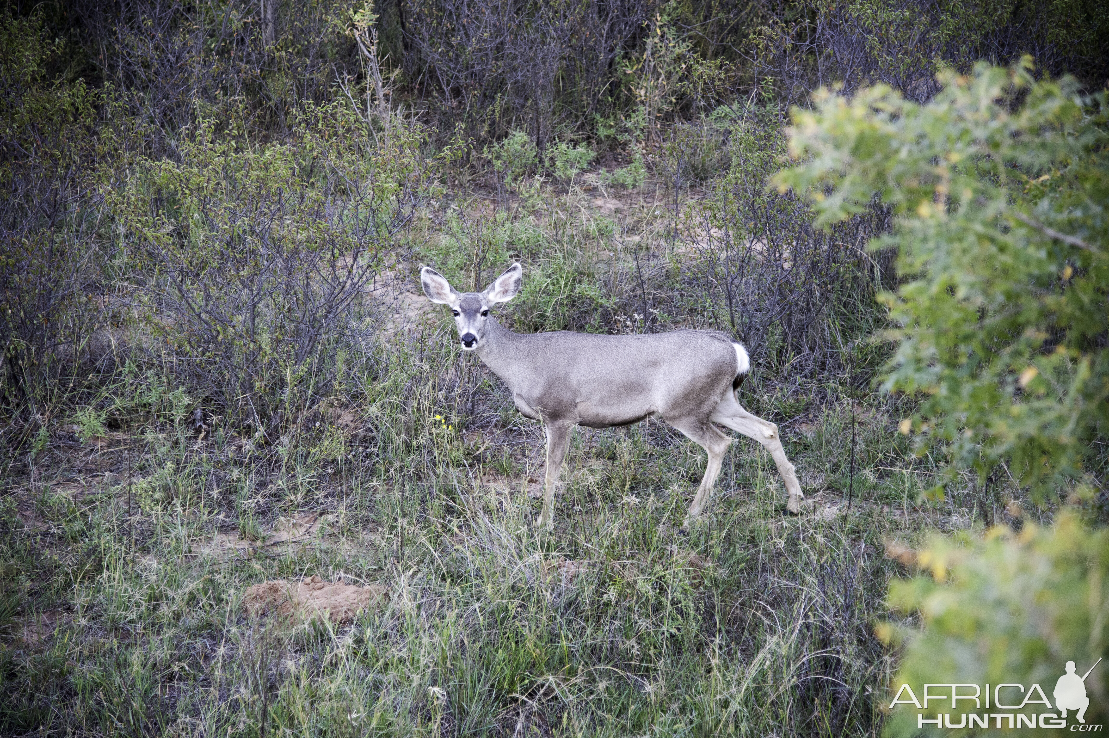 Deer Texas