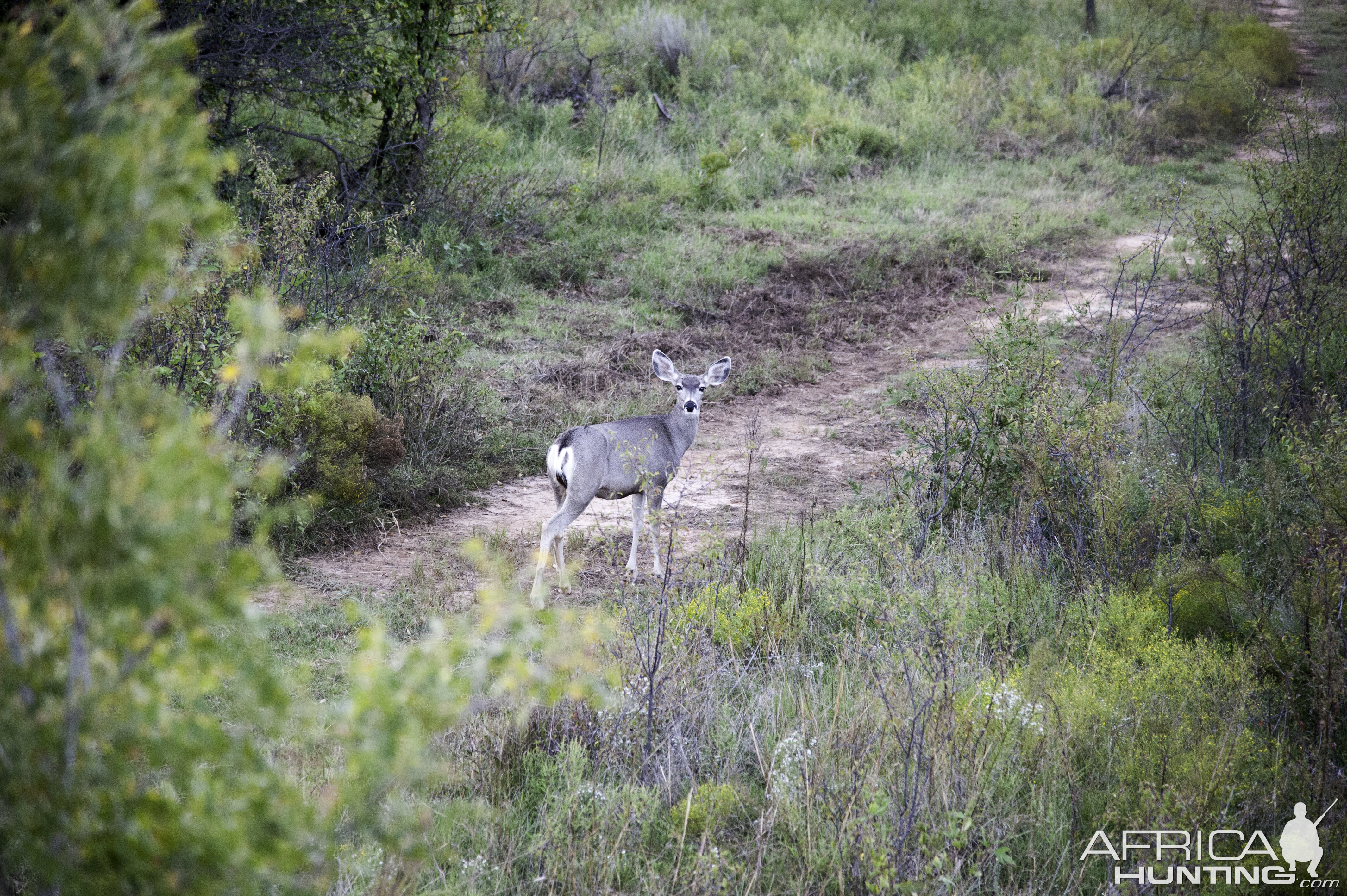 Deer Texas