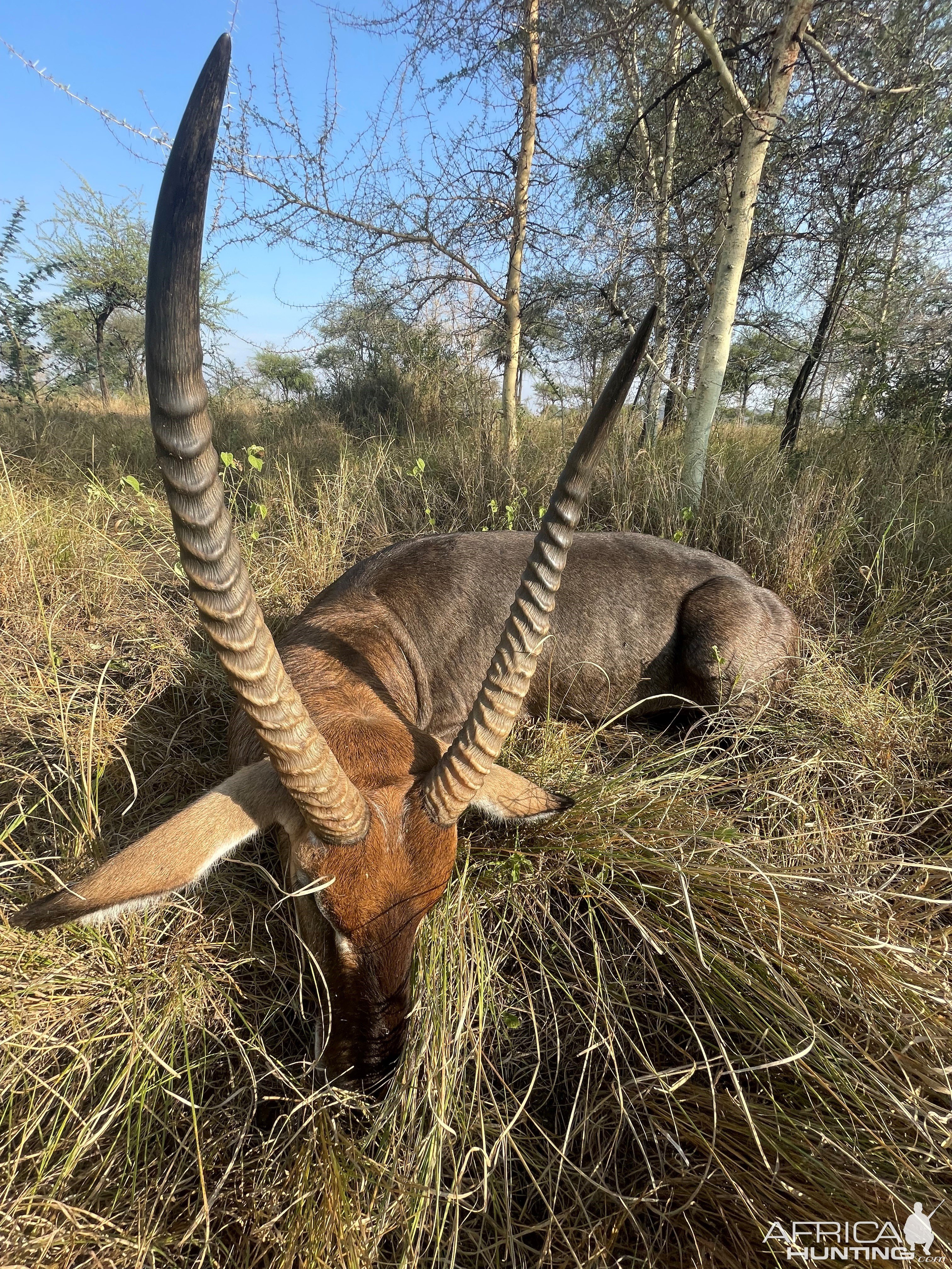 Defassa Waterbuck Hunt Uganda