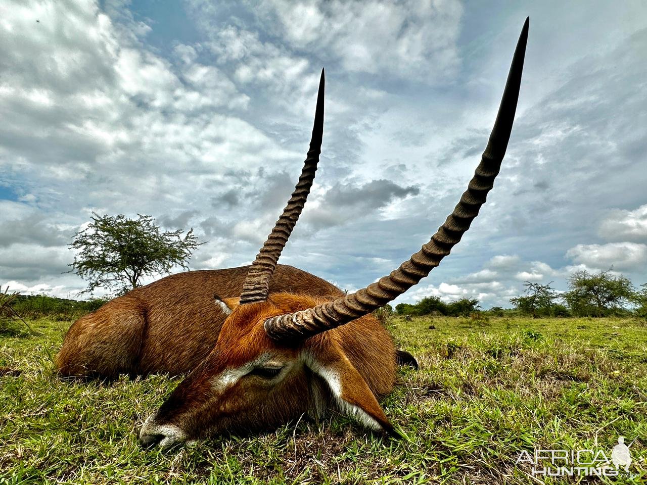 Defassa Waterbuck Hunt Uganda