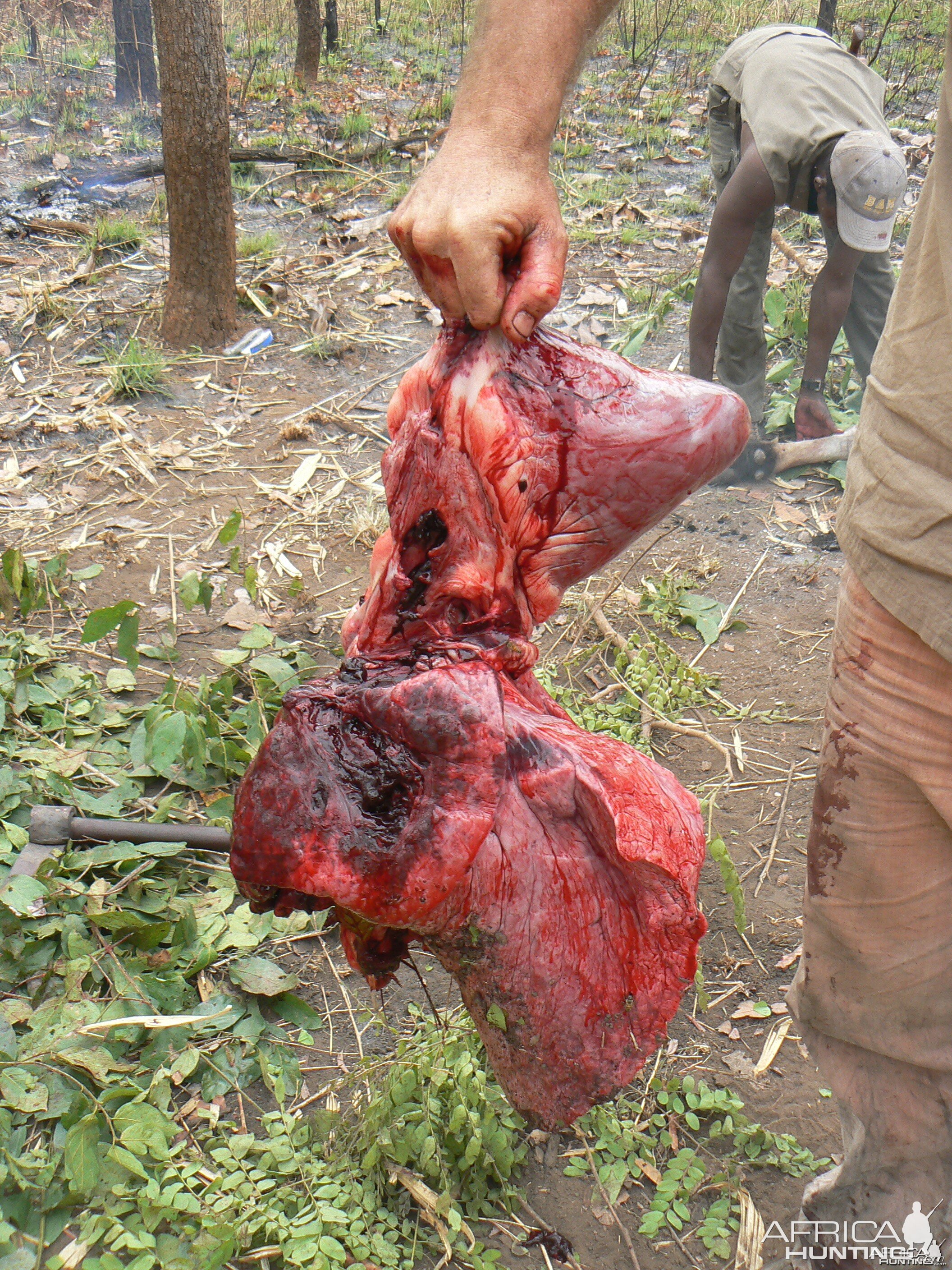 Derby eland heart, hunted in CAR