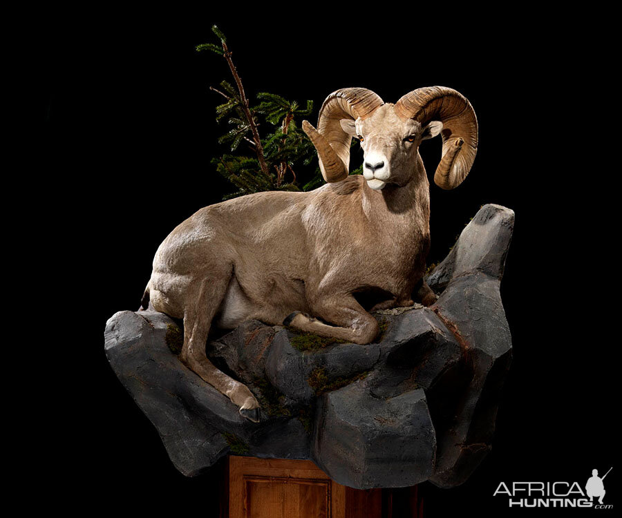 Desert Bighorn Sheep Full Mount Taxidermy