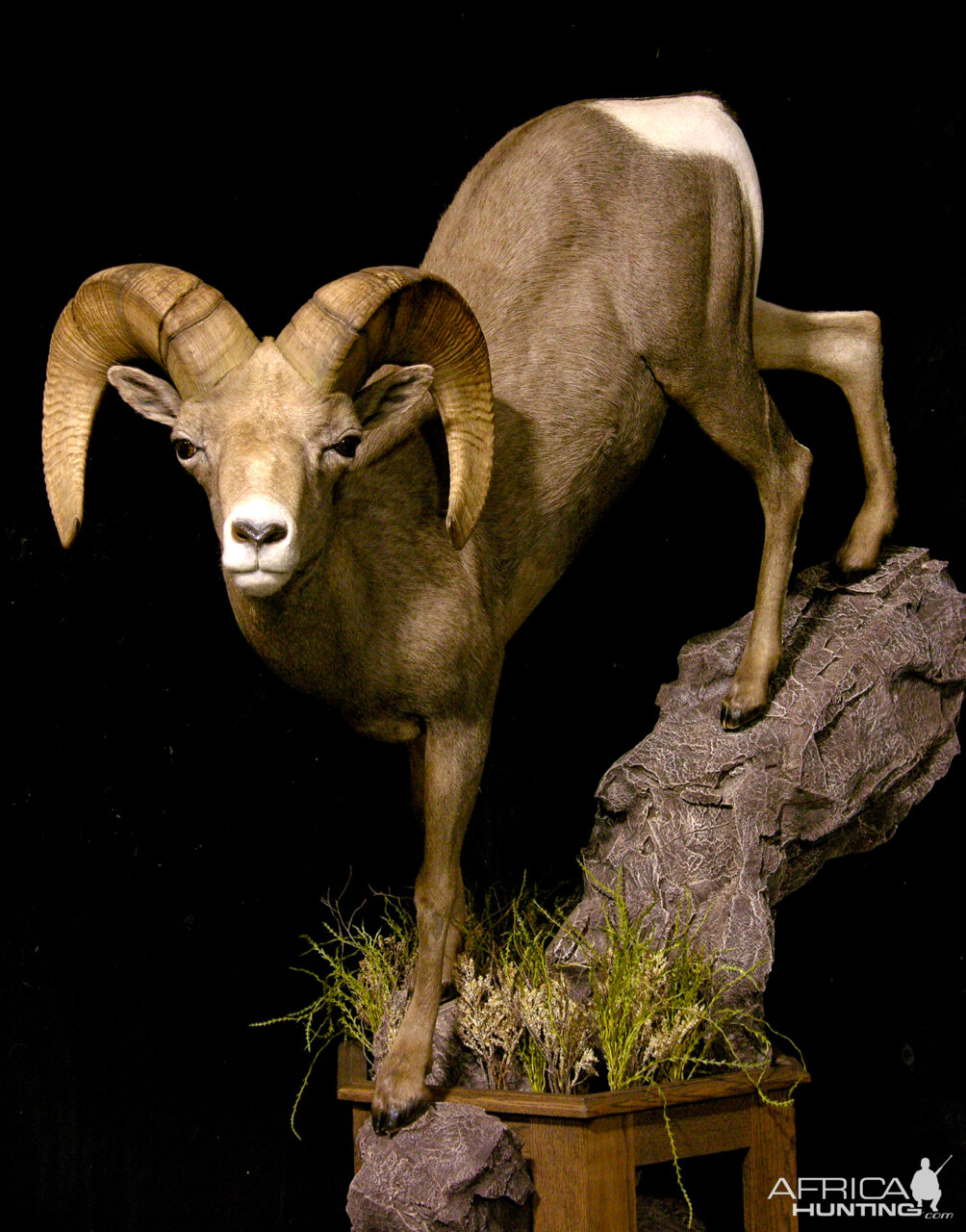 Desert Bighorn Sheep Full Mount Taxidermy