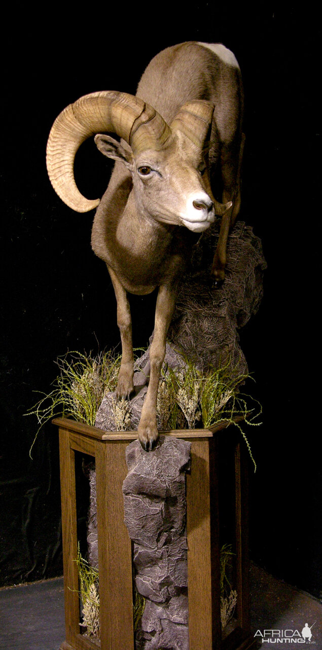 Desert Bighorn Sheep Full Mount Taxidermy