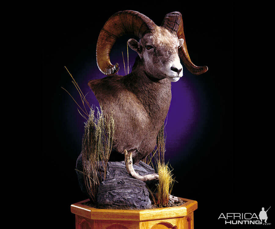 Desert Bighorn Sheep Pedestal Mount Taxidermy