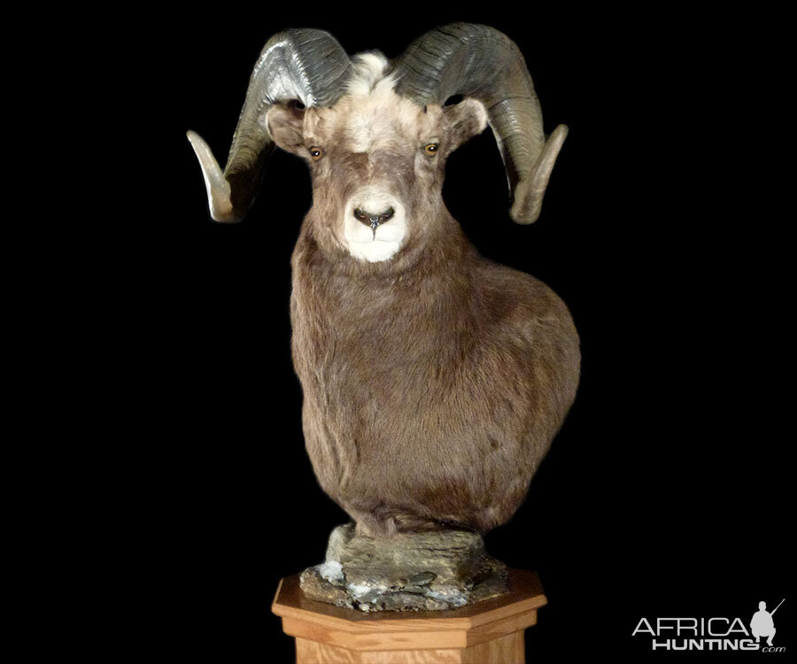 Desert Bighorn Sheep Pedestal Mount Taxidermy