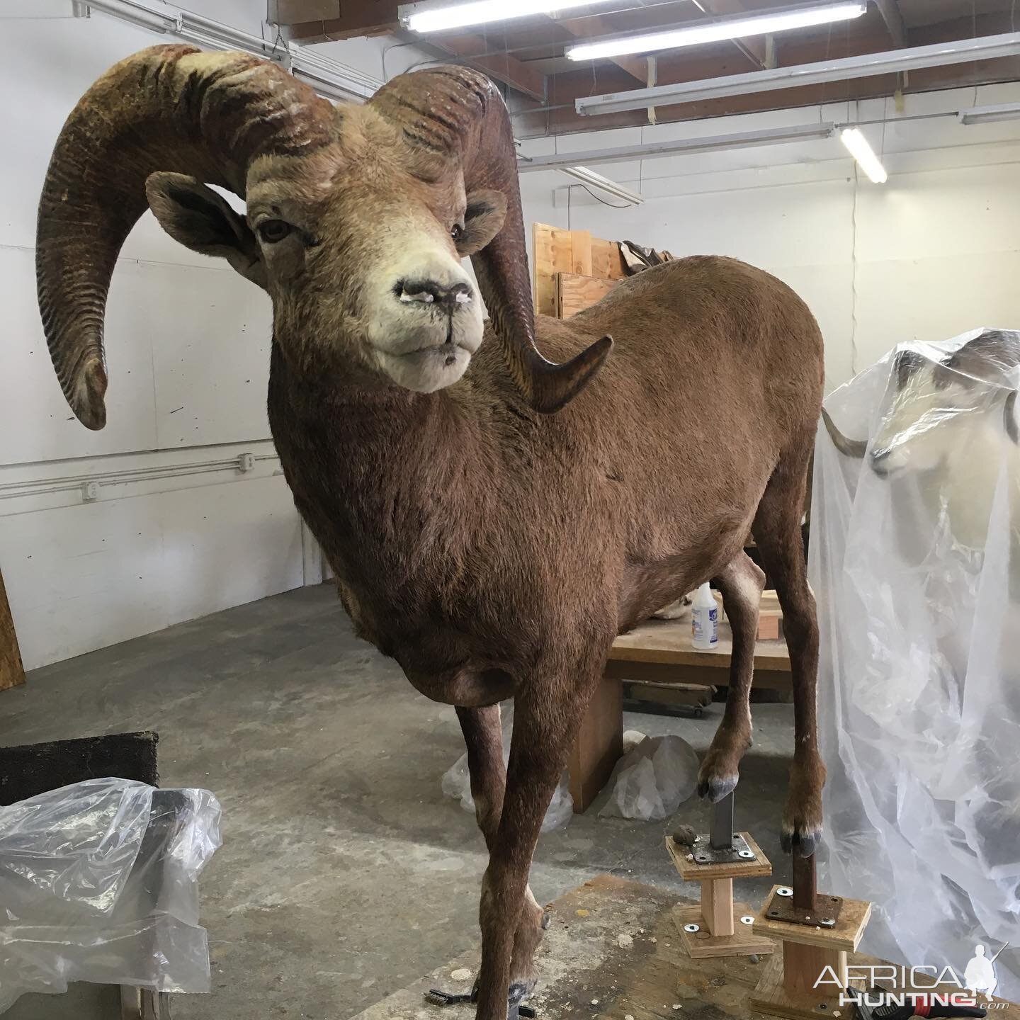 Desert Bighorn Sheep Process Photos