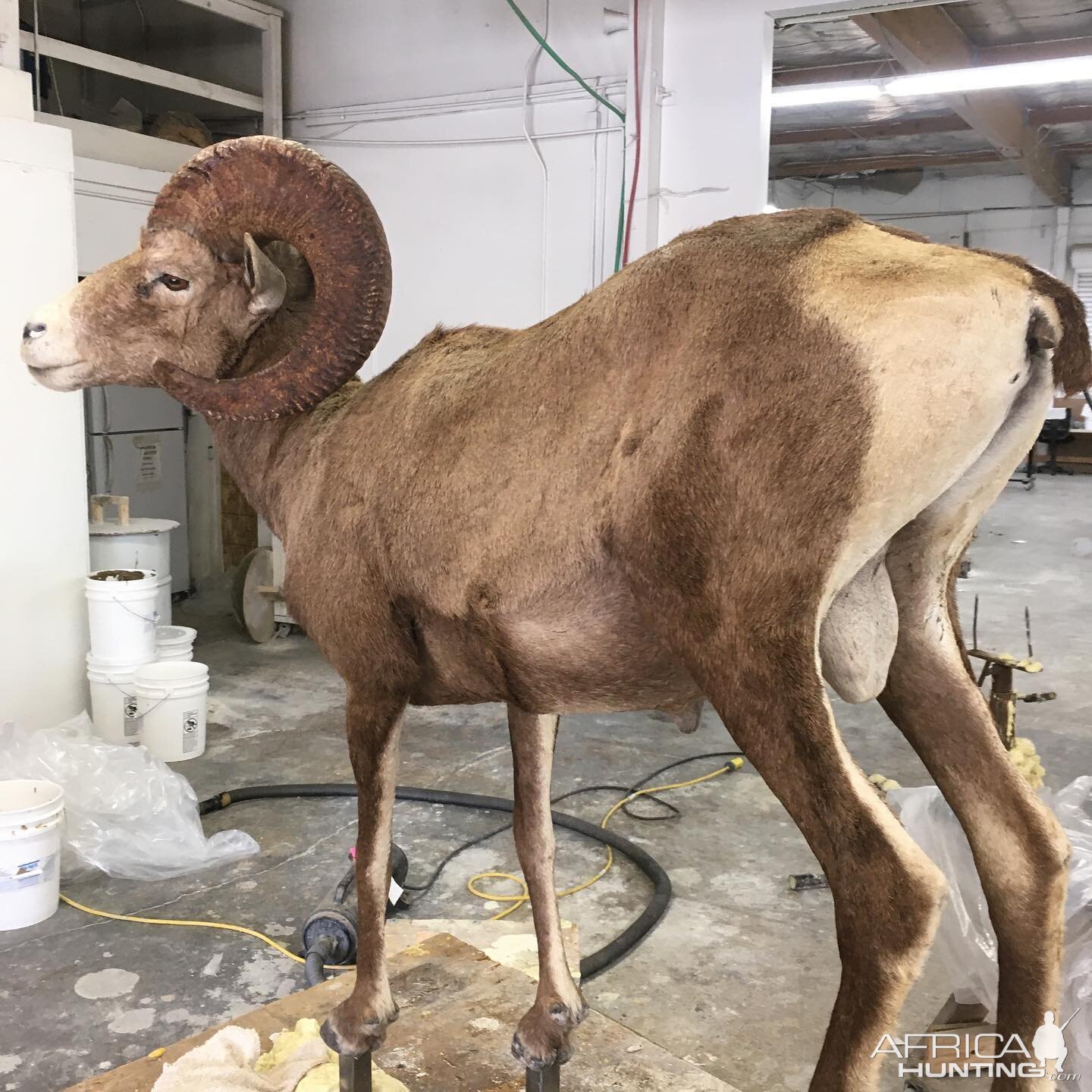 Desert Bighorn Sheep Process Photos