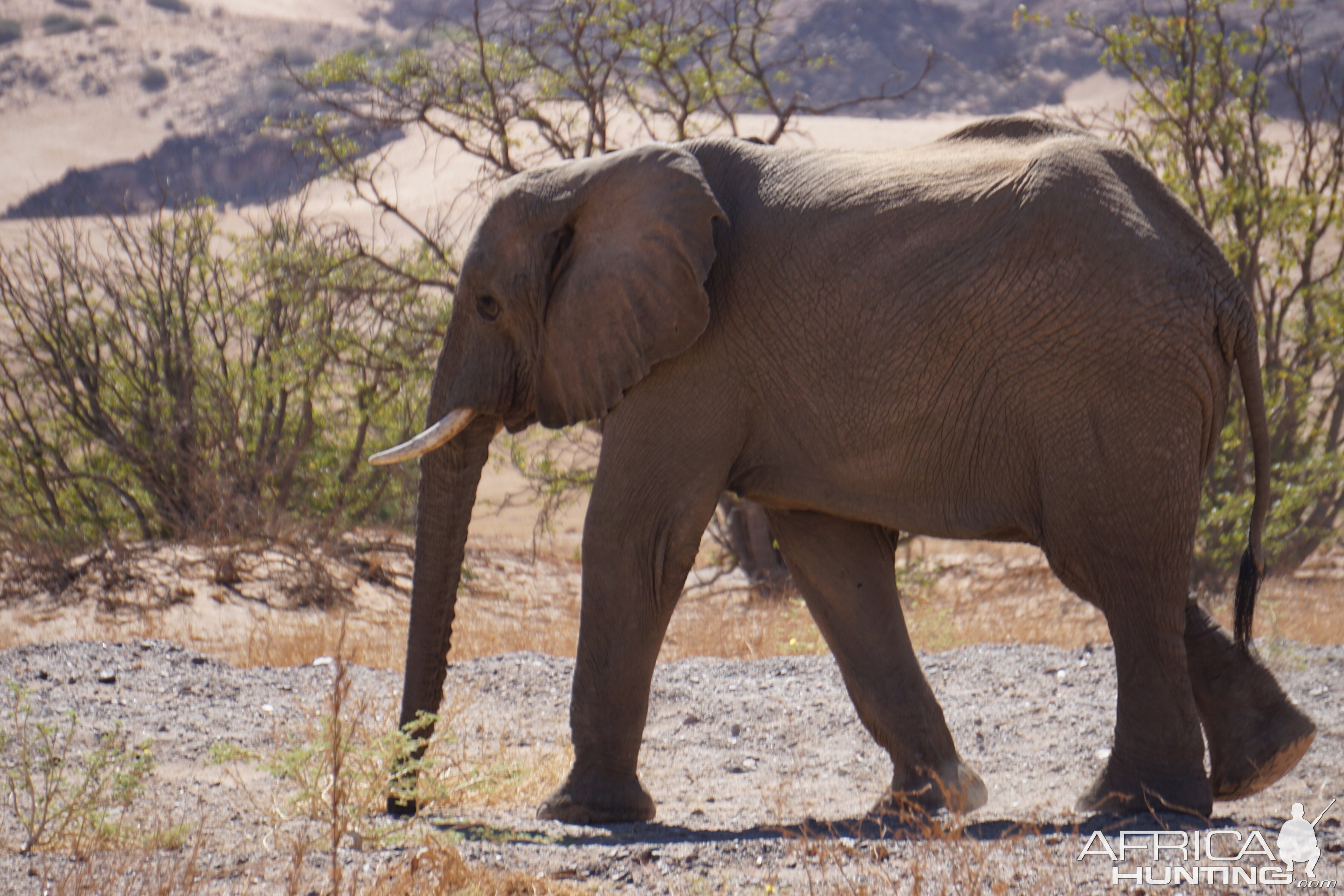 Desert Elephants in Damaraland Namibia