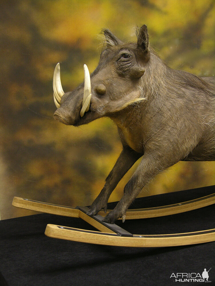 Different Kind Of Warthog Full Mount Taxidermy