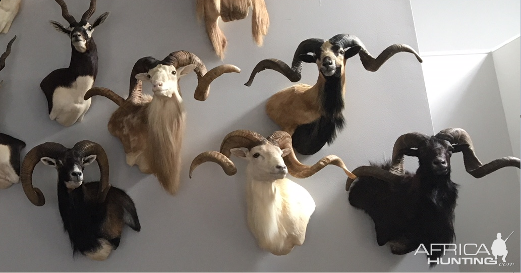 Different Sheep Shoulder Mounts Taxidermy