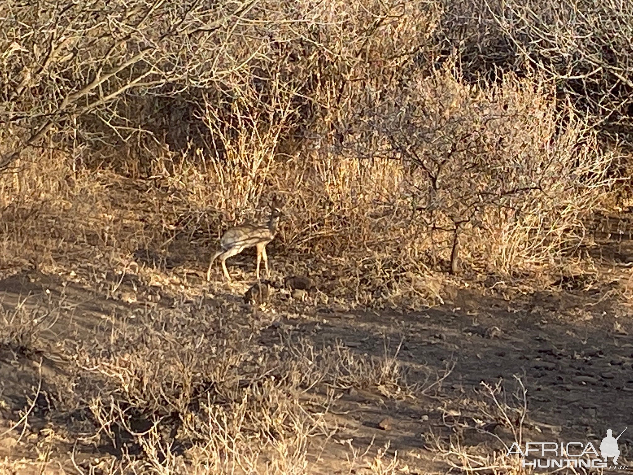 Dik Dik Burko Masailand Tanzania