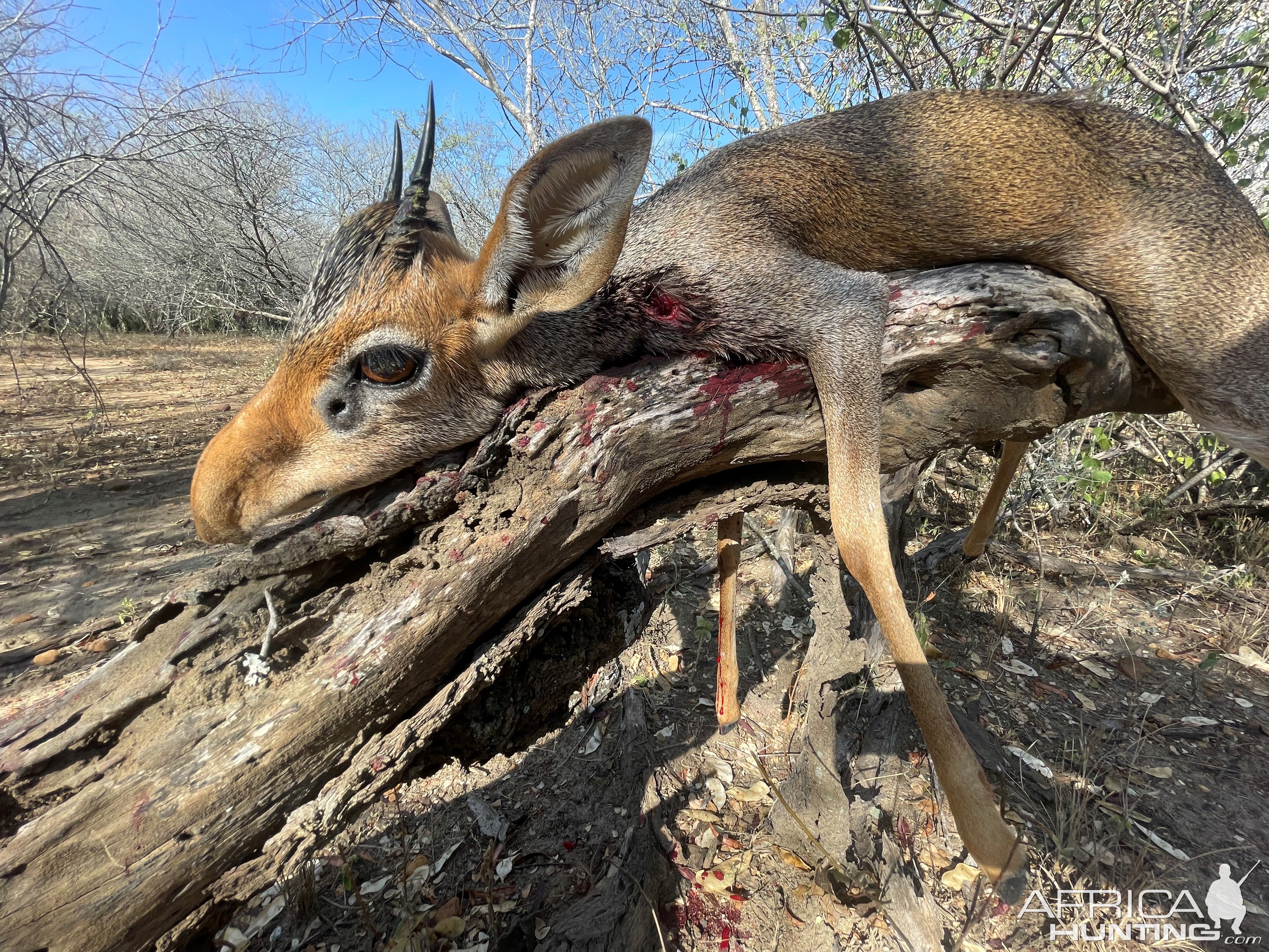 Dik-dik Hunt Uganda