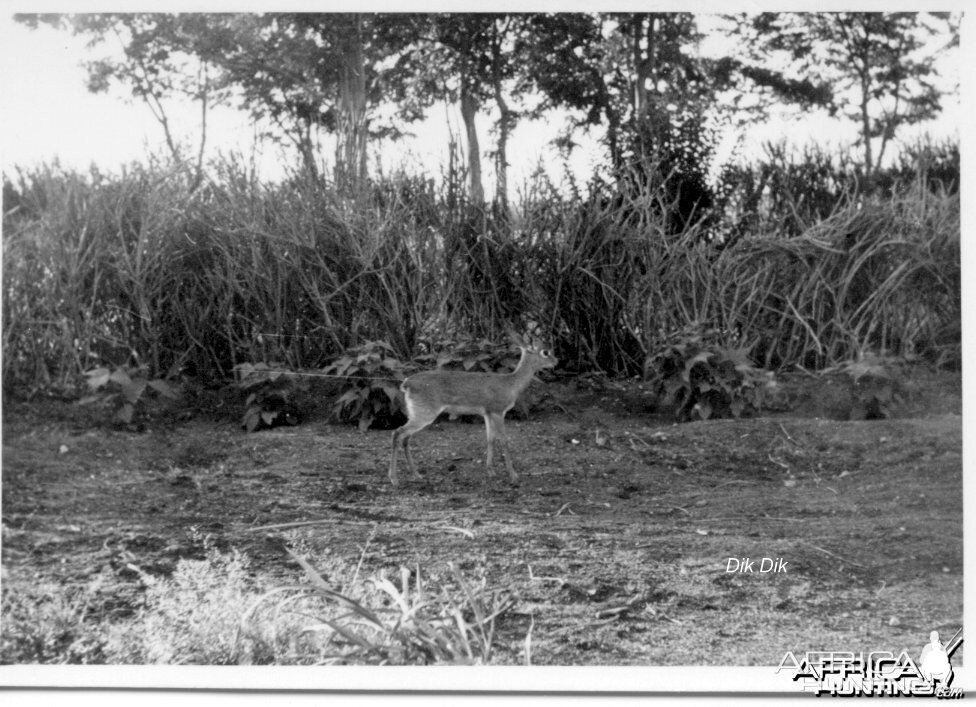 Dik Dik