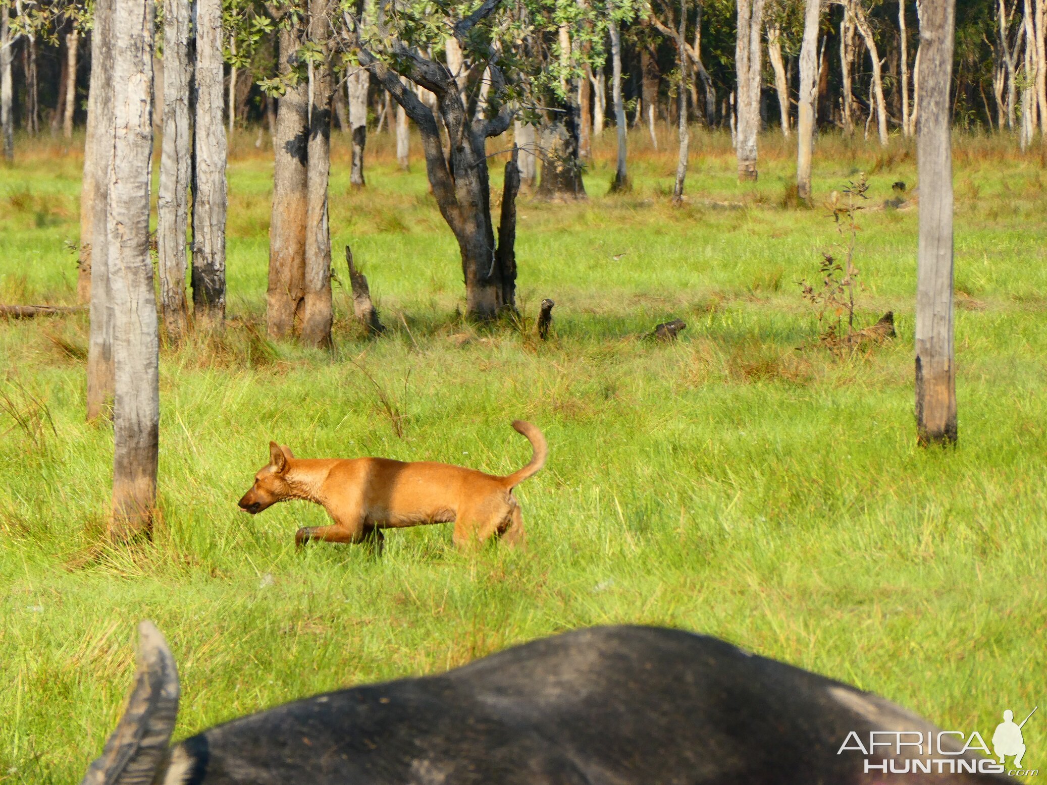 Dingo Australia