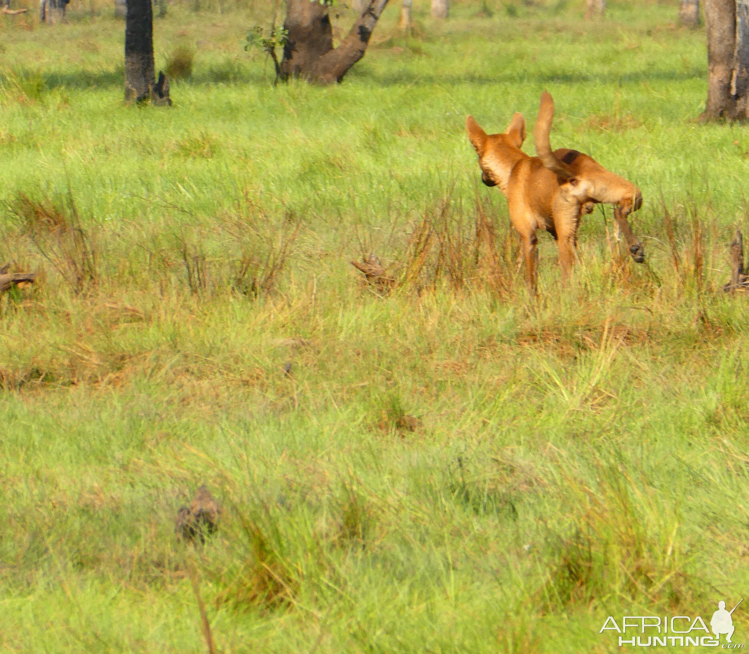 Dingo Australia