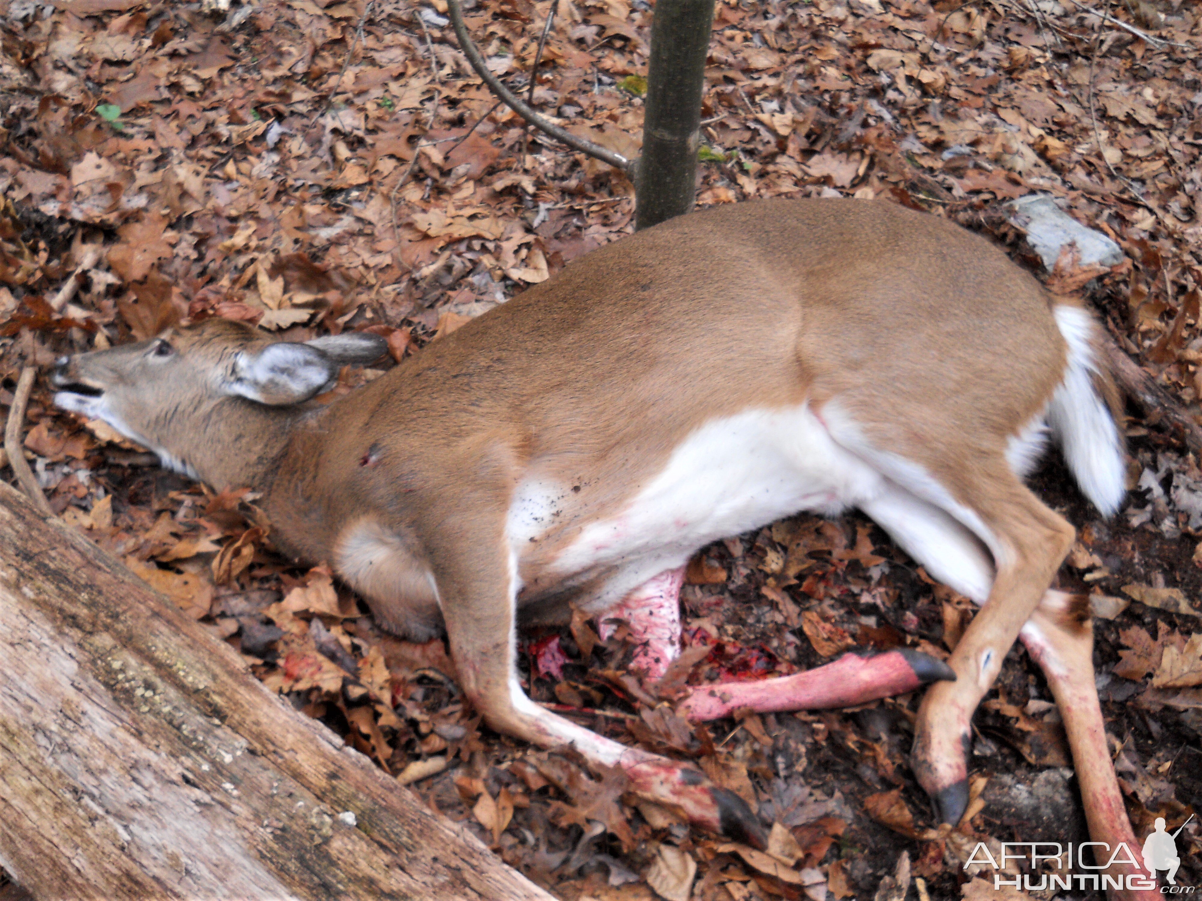 Doe Hunt