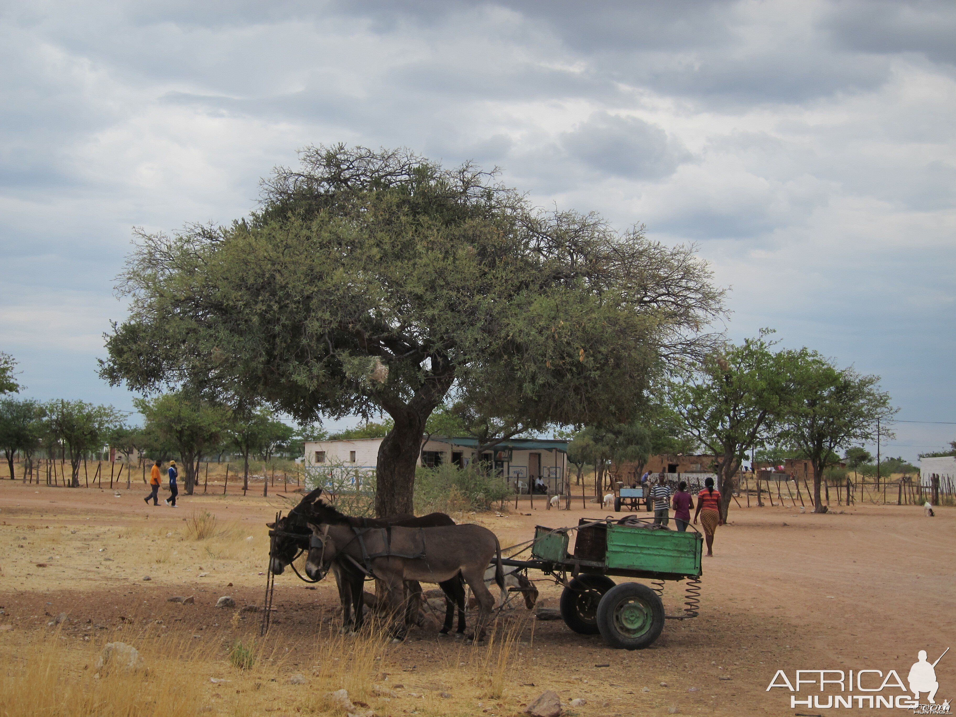 Donkey Cart Damaraland Namibia