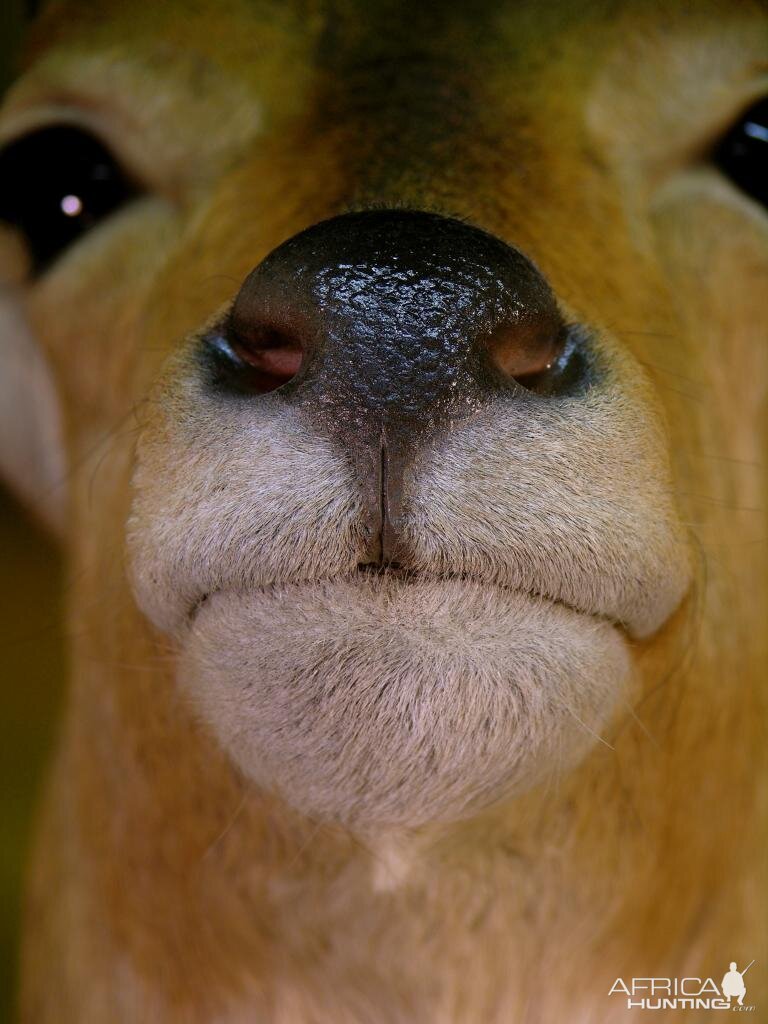 Double Stack Reedbuck Taxidermy