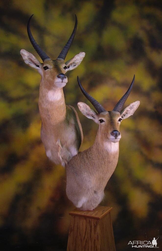 Double Stack Reedbuck Taxidermy