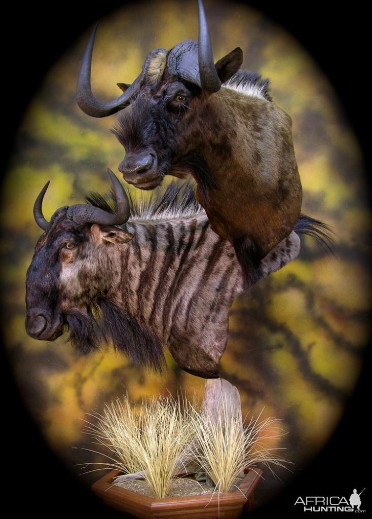 Double Stack Wildebeest Taxidermy