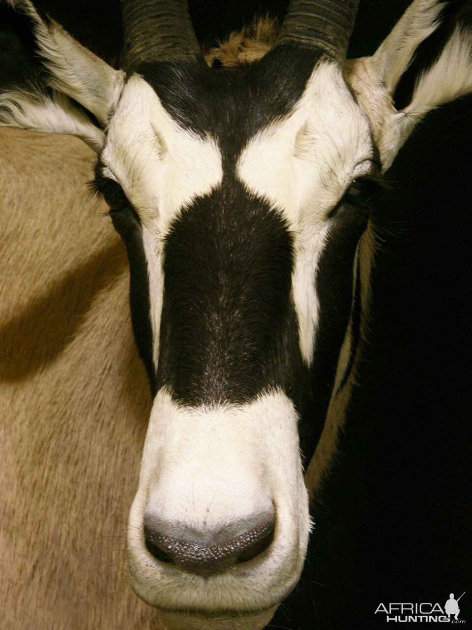 Double Stacked Gemsbok Pedestal Taxidermy