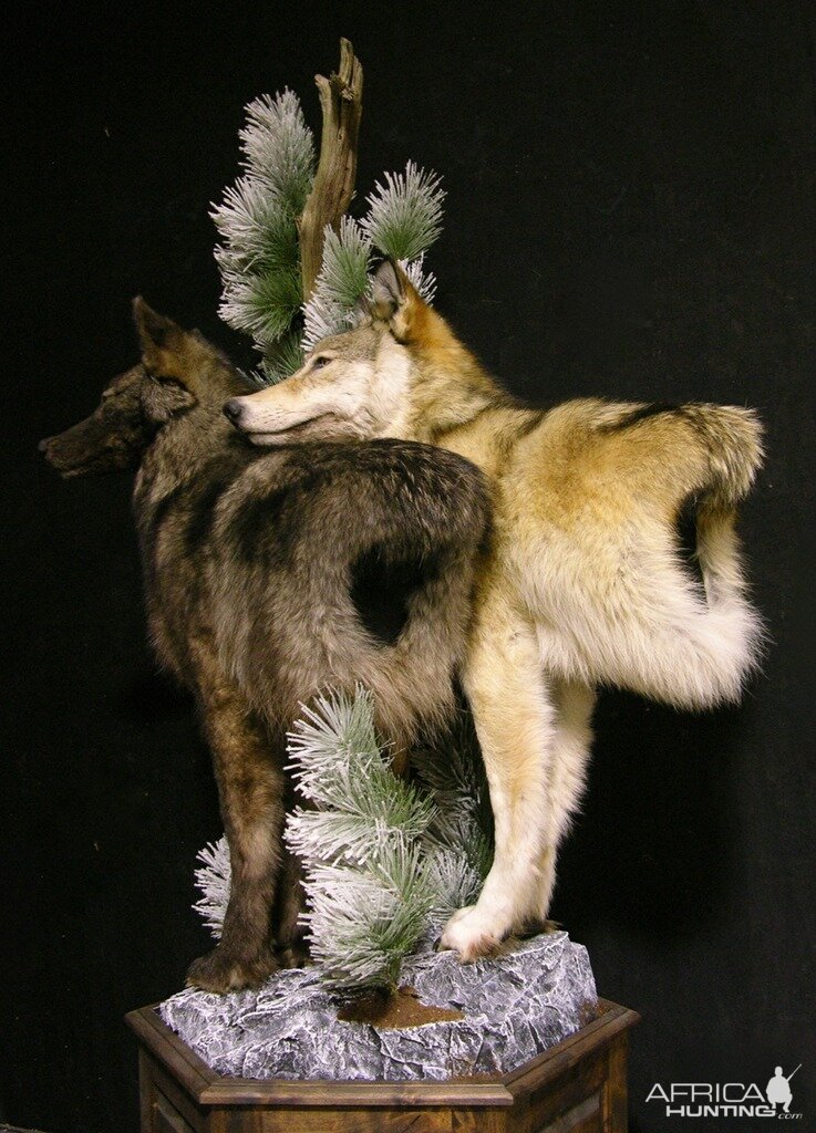 Double Wolf Pedestal Taxidermy Mount