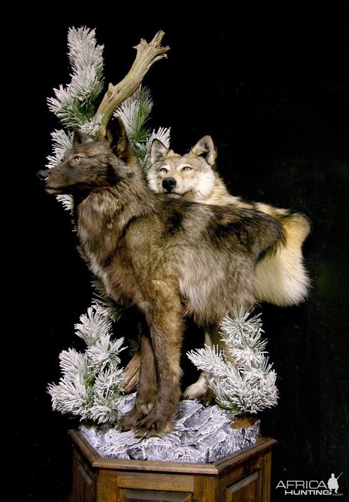 Double Wolf Pedestal Taxidermy Mount