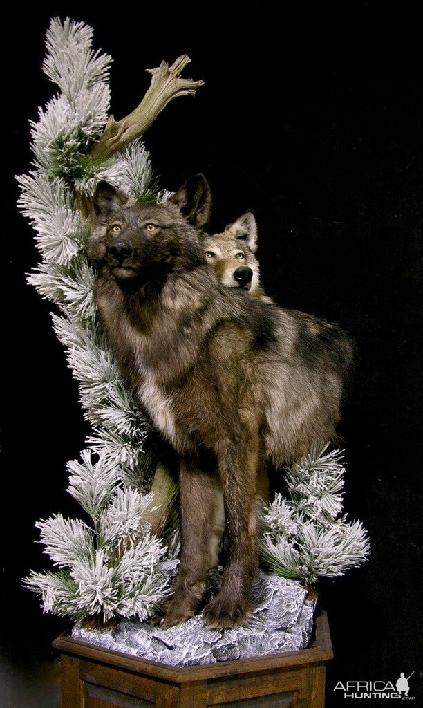 Double Wolf Pedestal Taxidermy Mount